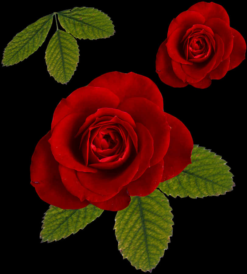 Rosas rojas vibrantes sobre fondo negro Fondos de pantalla