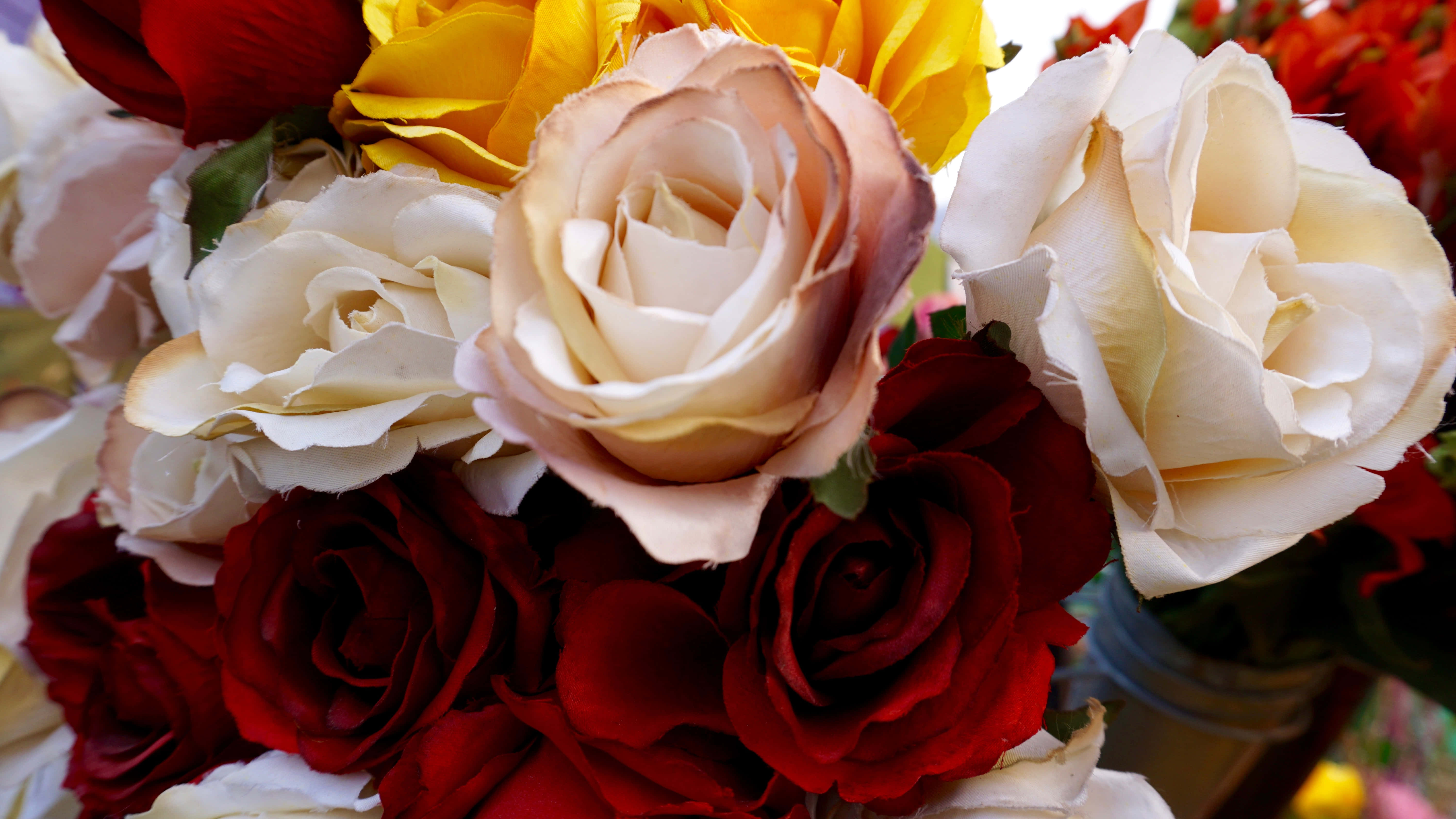 Rosas rojas y blancas en un arreglo floral Fondos de pantalla