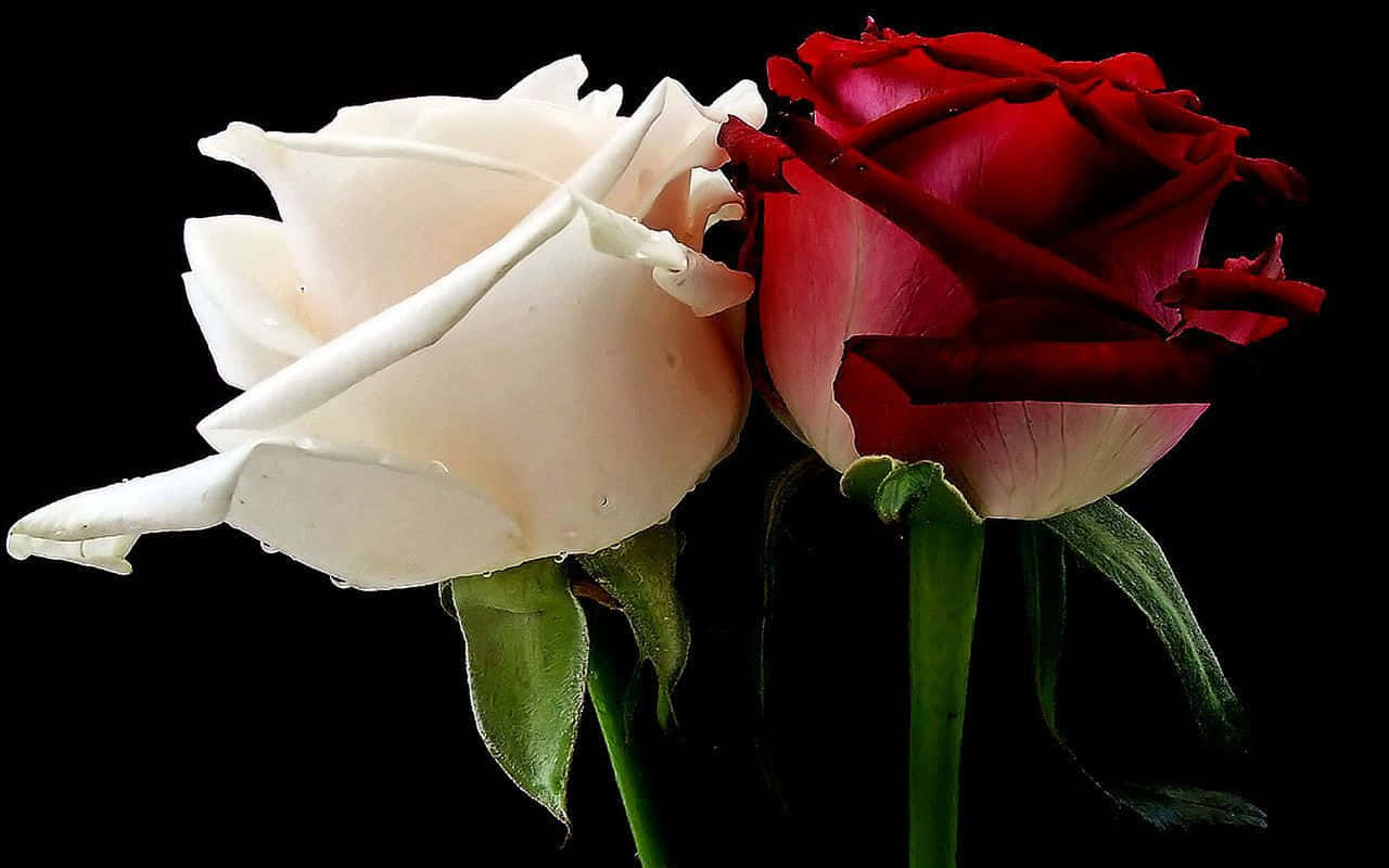 Rosas rojas y blancas sobre negro Fondos de pantalla