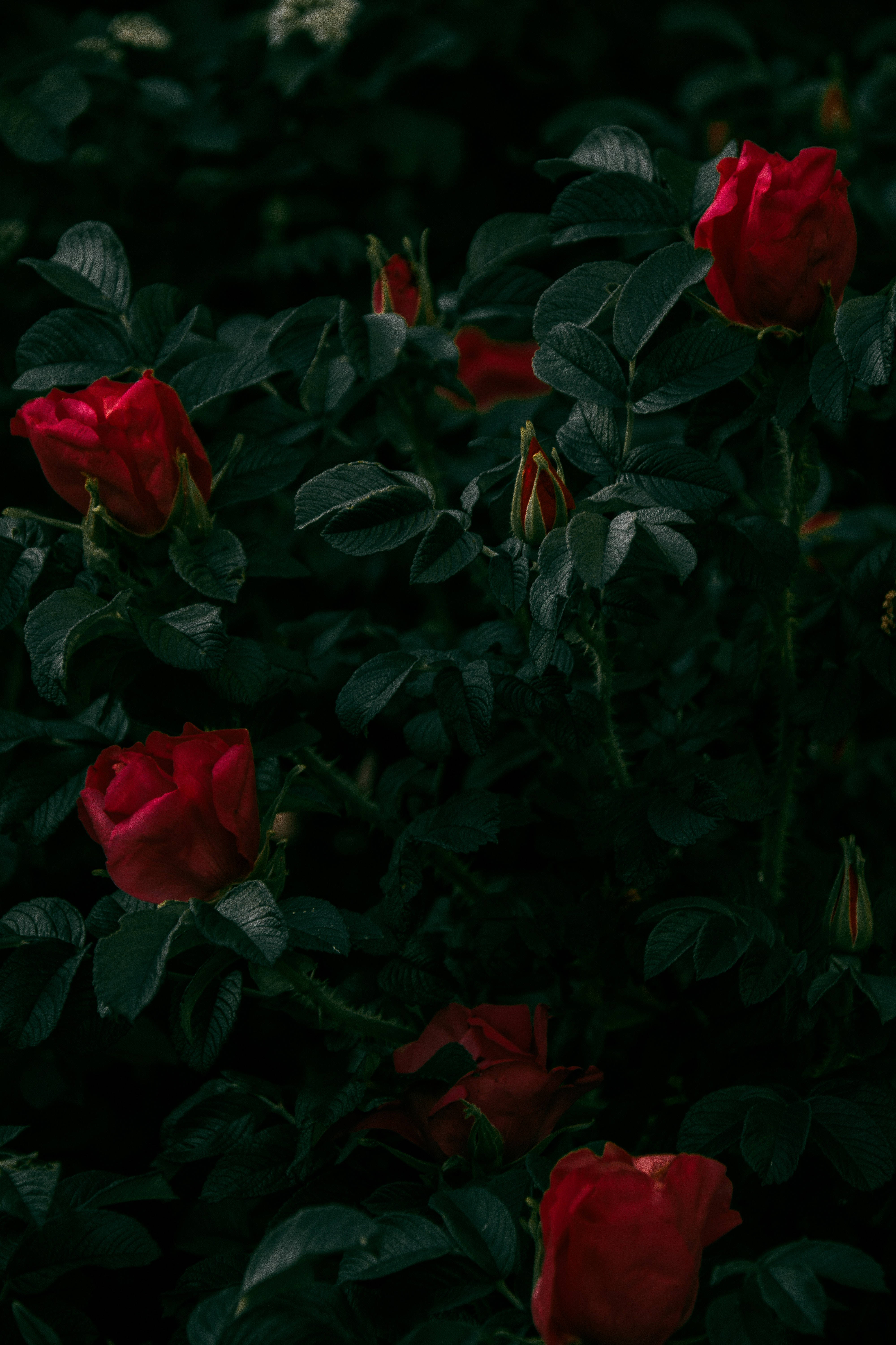 Rosas rojo oscuro Fondos de pantalla