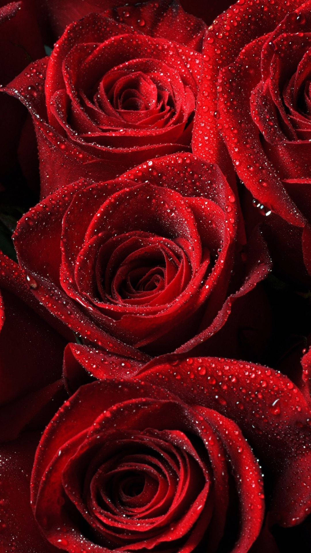 Rosas románticas y hermosas Fondos de pantalla