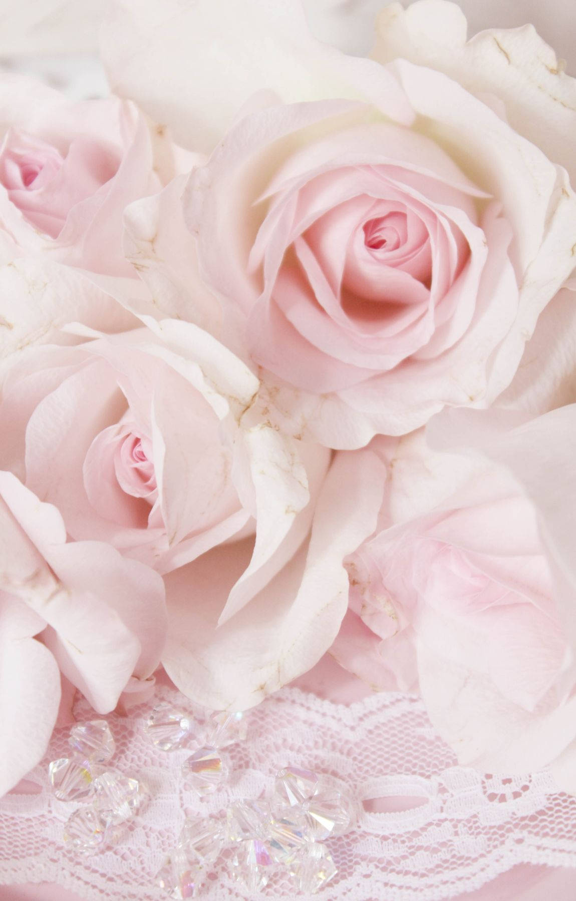 Rosas Rosa Bebé Fondos de pantalla