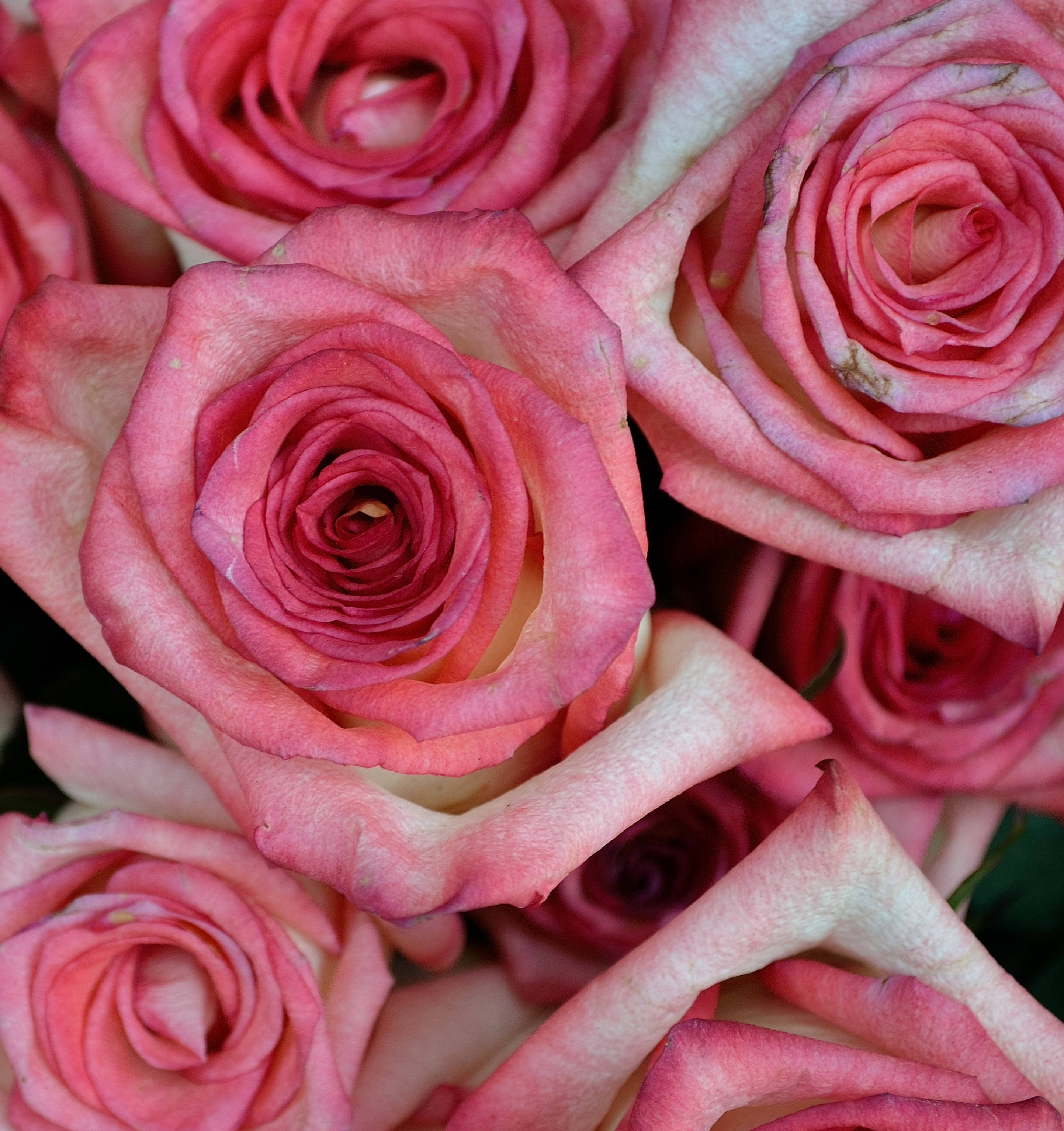 Rosas Rosadas Primer Plano Fondos de pantalla