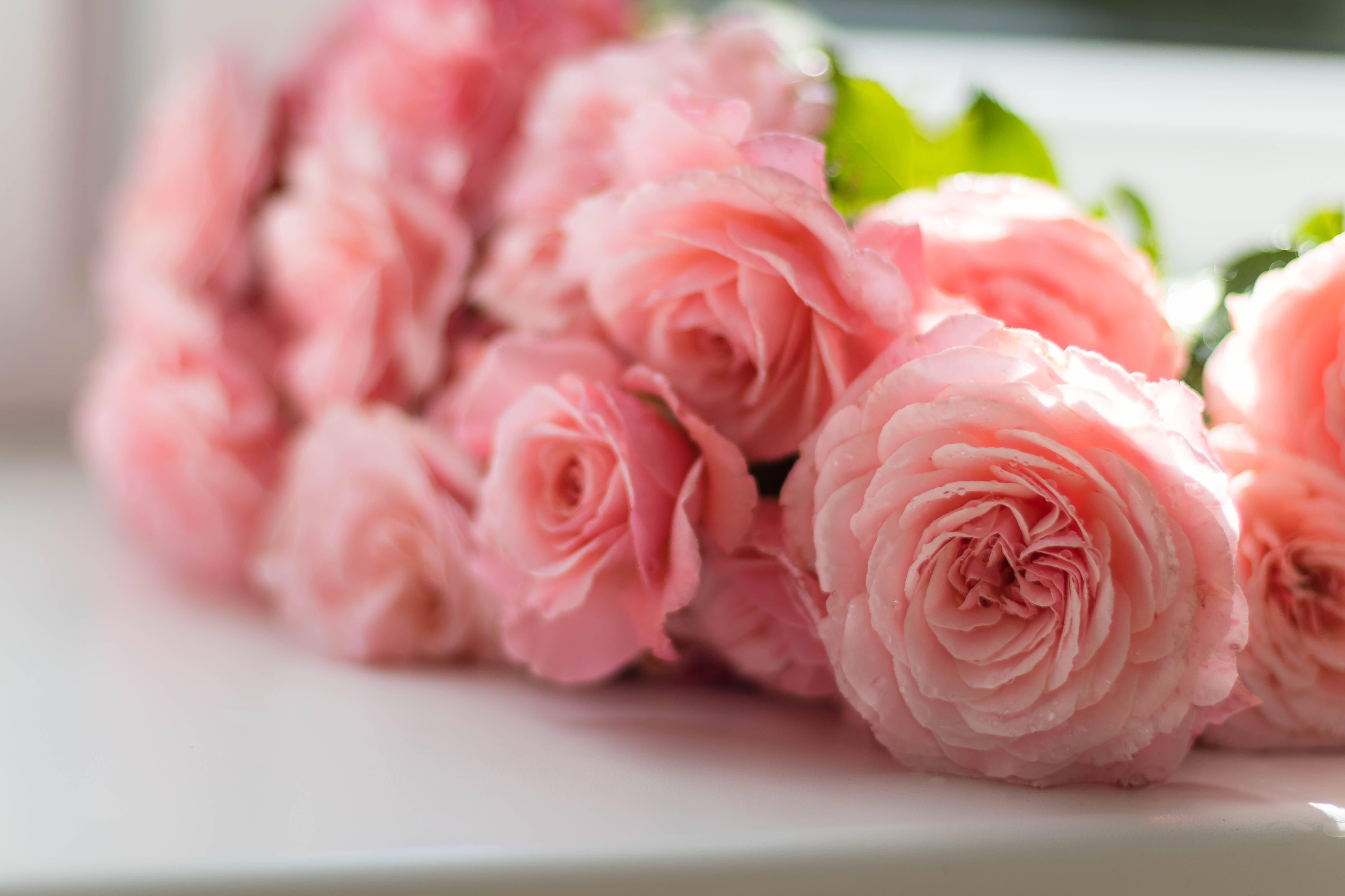 Rosas Rosas Estéticas Sobre Mesa Fondos de pantalla