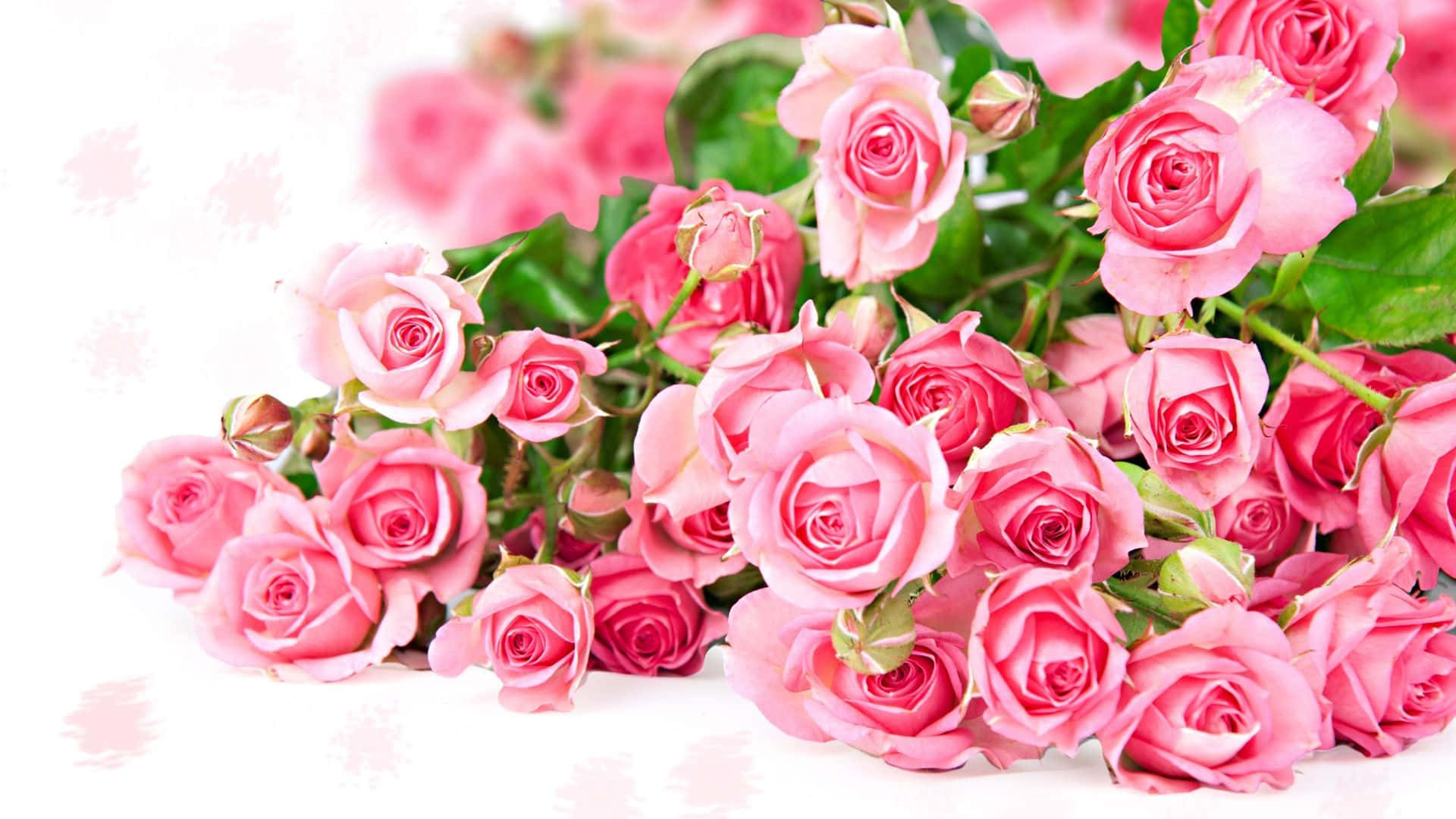 Rosas Rosas Sobre Fondo Blanco Fondos de pantalla