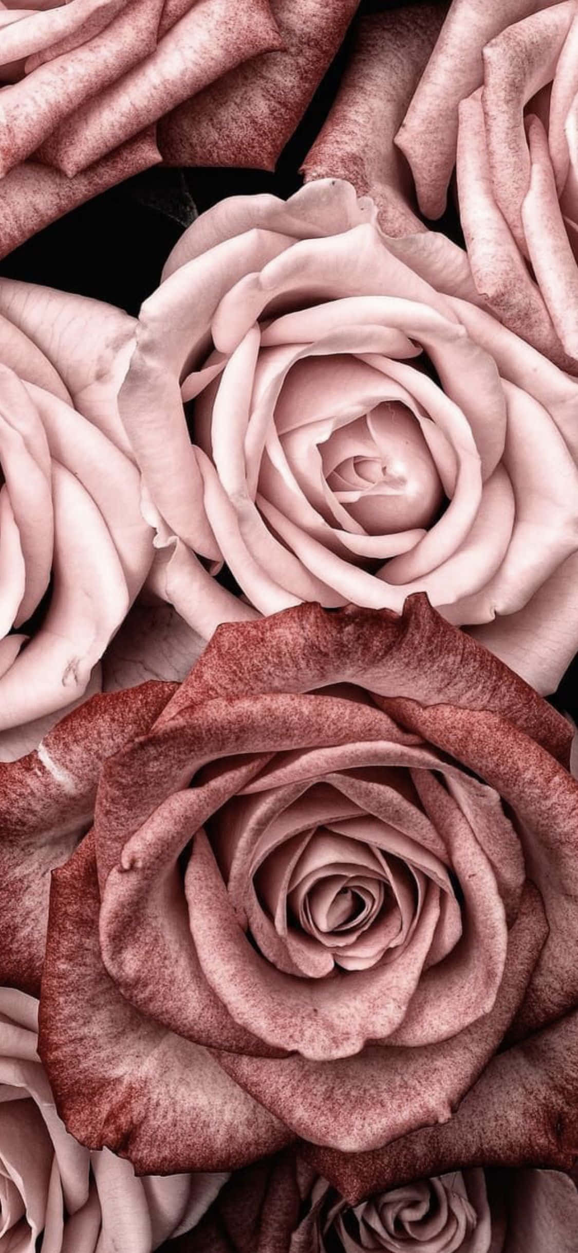 Rosas Rosas sobre Fondo Negro Fondos de pantalla