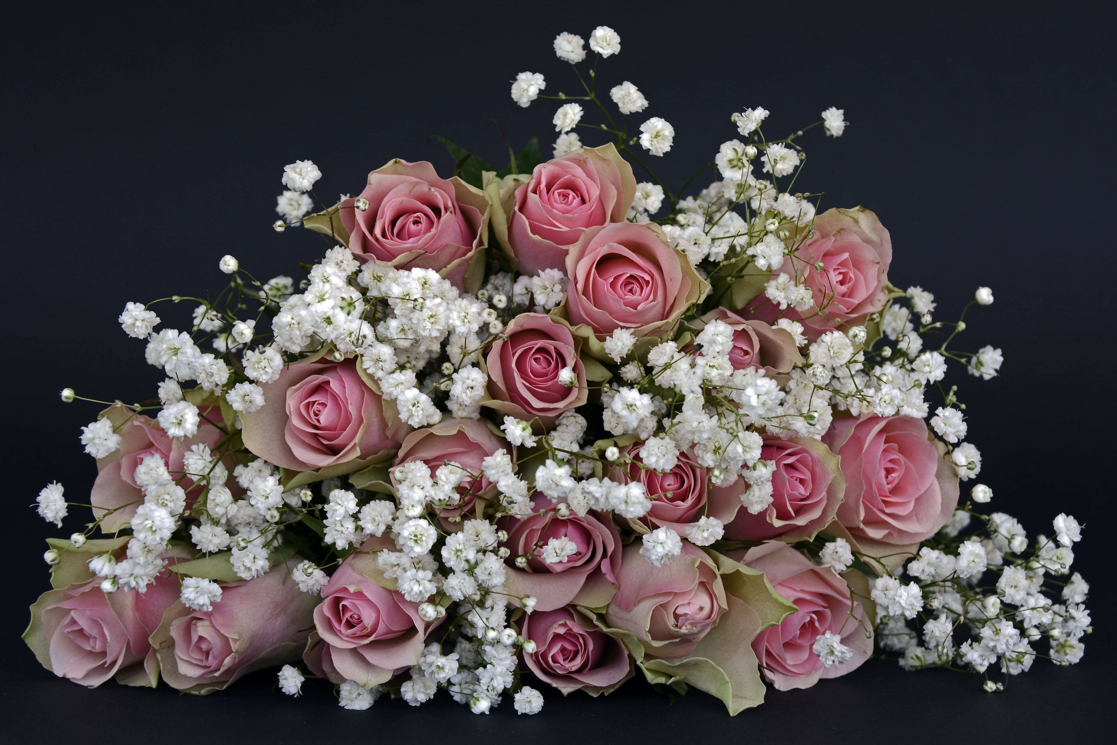 rosas rosas y aliento de bebé Fondos de pantalla