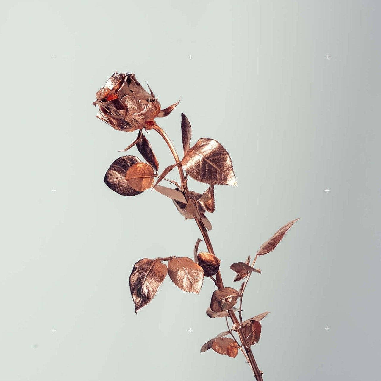 Rosas Tumblr en tono oro rosa sobre blanco Fondos de pantalla