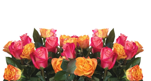 Rosas vibrantes en amarillo y rosa sobre fondo negro Fondos de pantalla