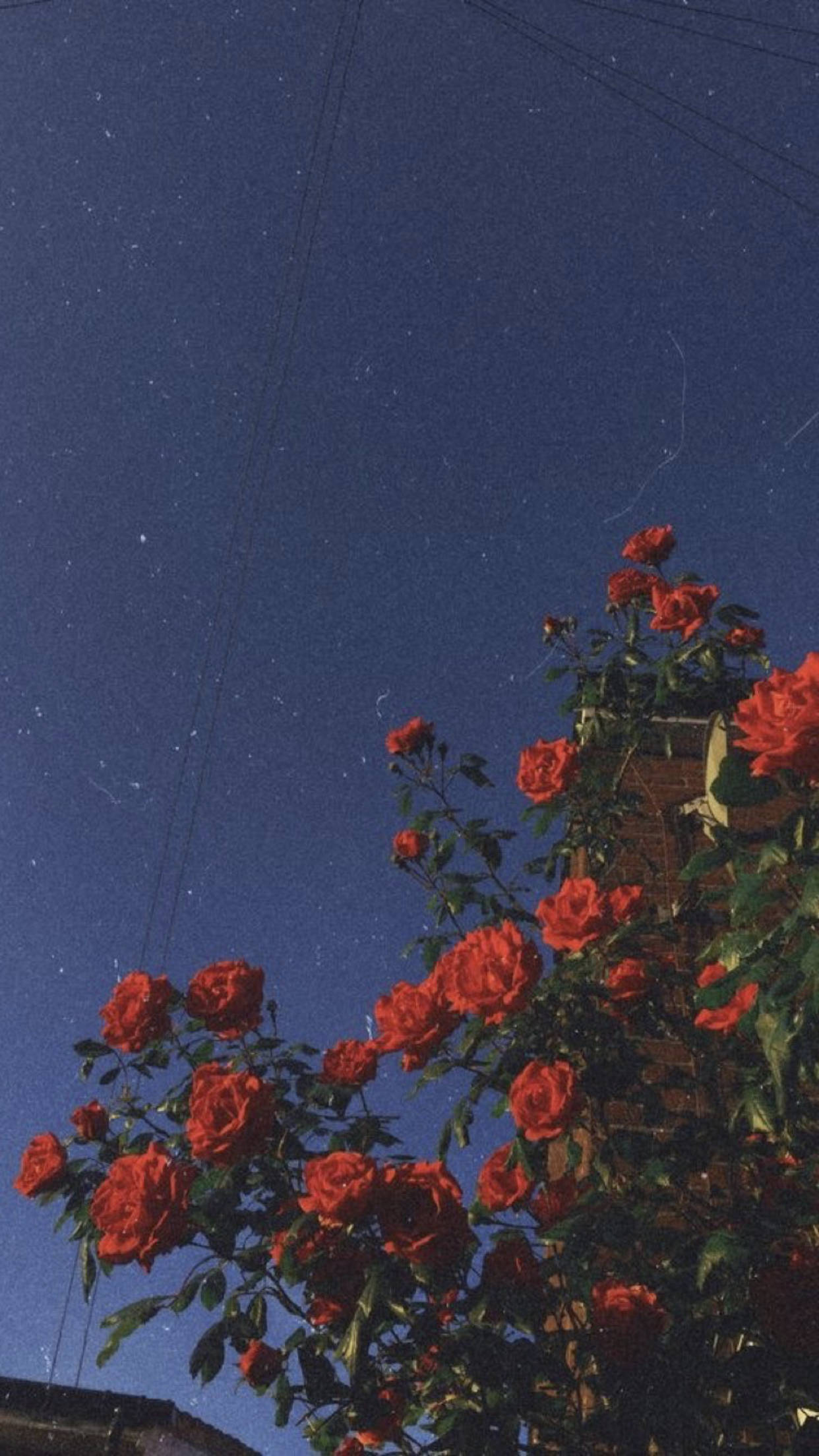 Rosas Vintage con Estética Granulada Indie para Teléfono Fondos de pantalla