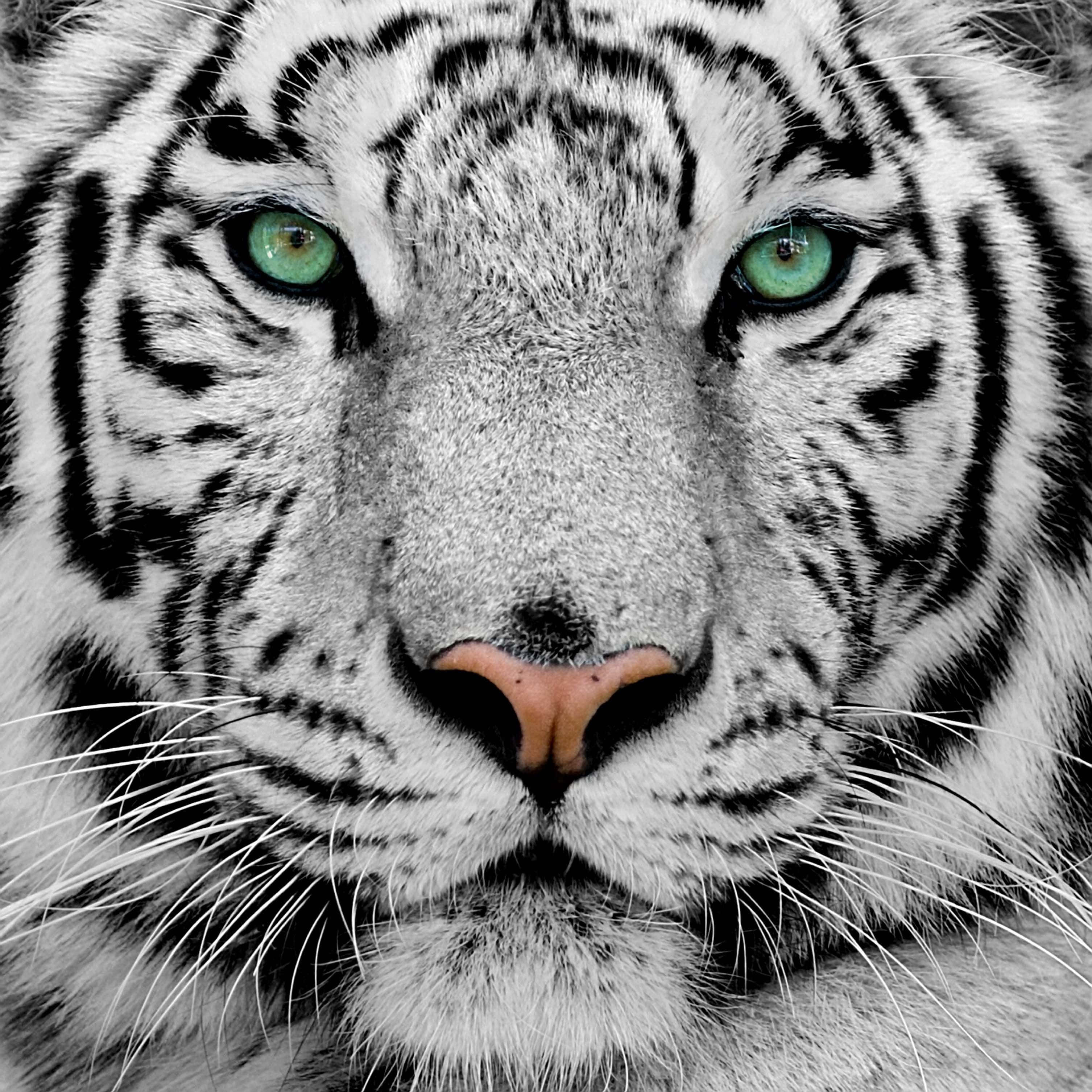 Rostro de Tigre con Ojo Cian Fondos de pantalla