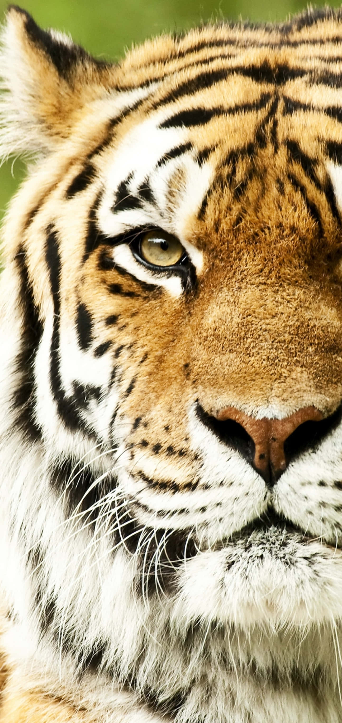 Rostro de Tigre Lado Izquierdo Fondos de pantalla