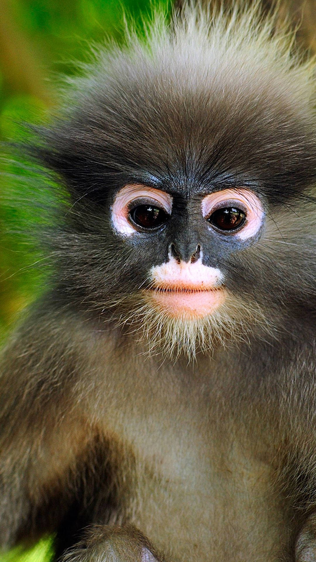 Rostro Peludo de Mono Lindo Fondos de pantalla
