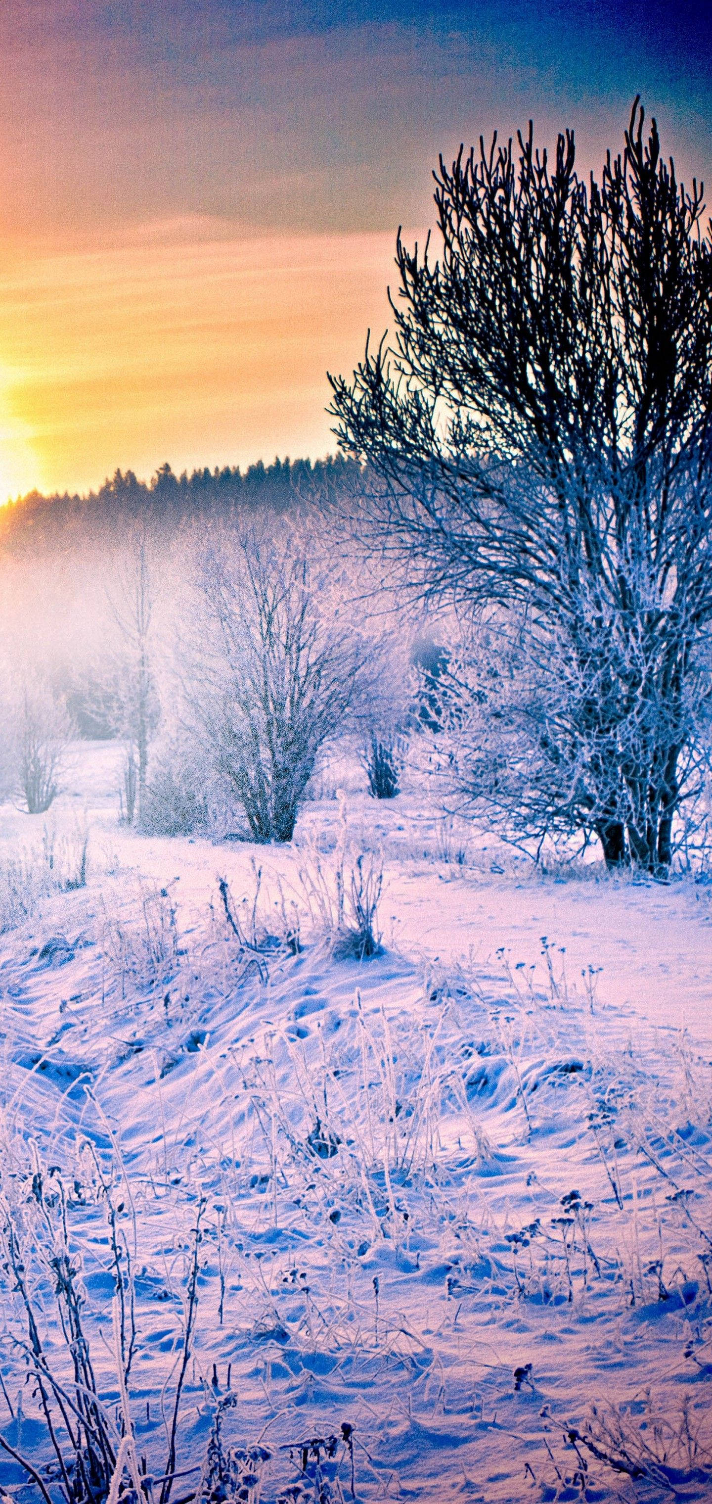 S10 Amanecer en Bosque Nevado Fondos de pantalla