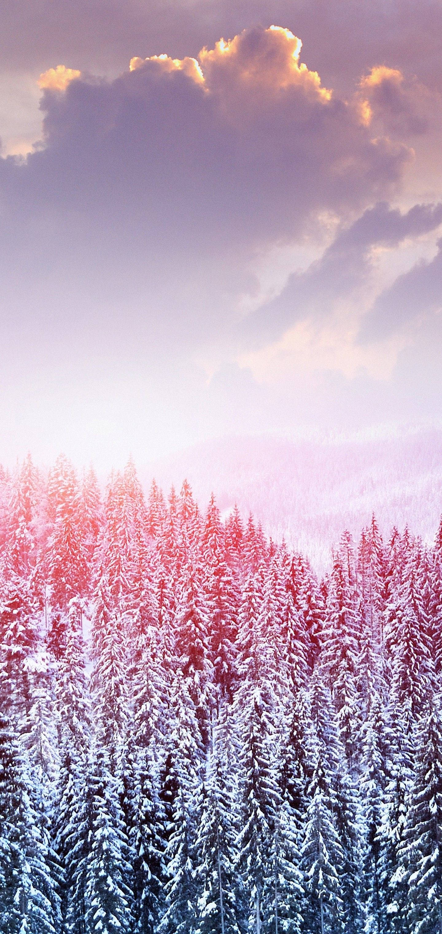 S10 Árboles Nevados de Invierno Fondos de pantalla