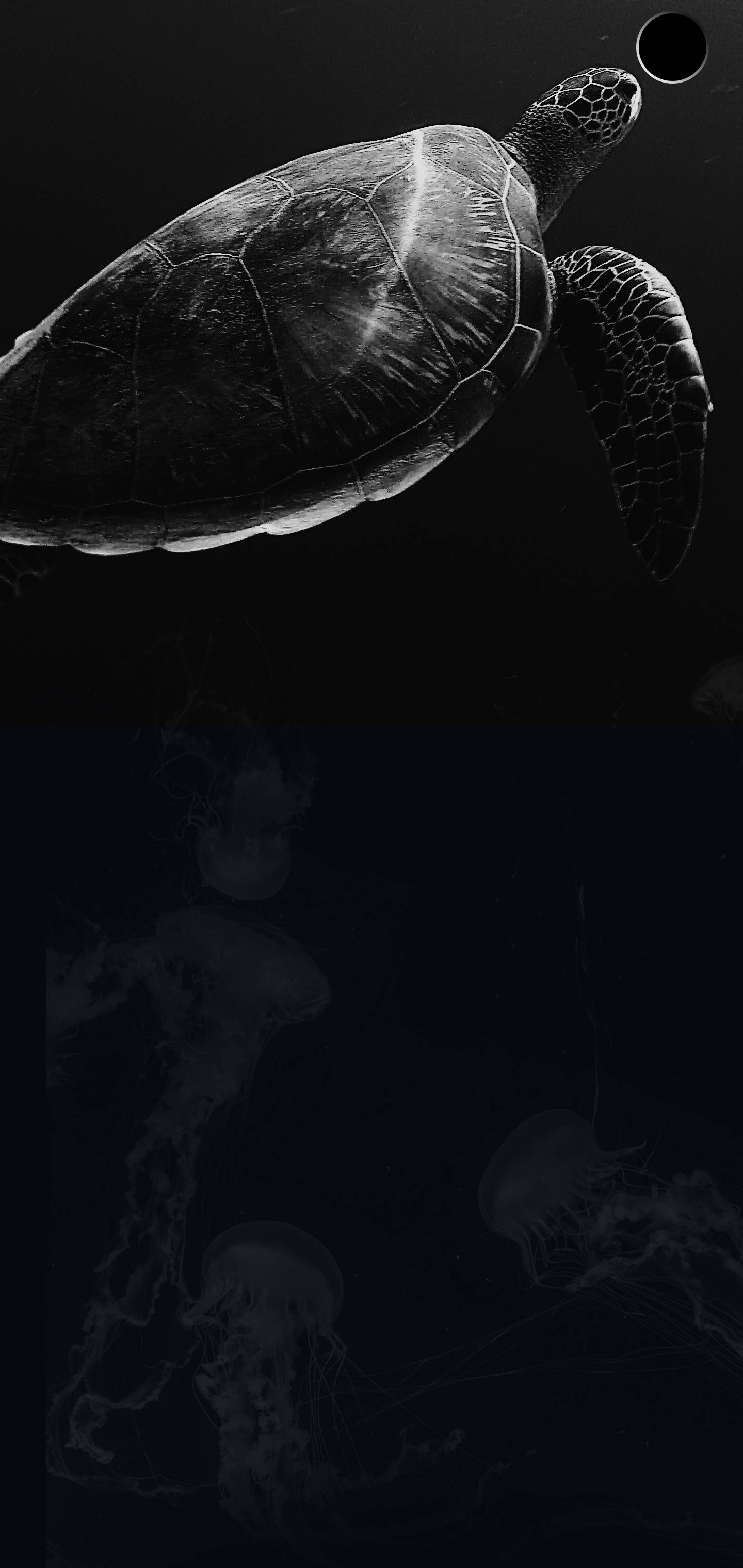 S10+ Tortuga Oscura Fondos de pantalla