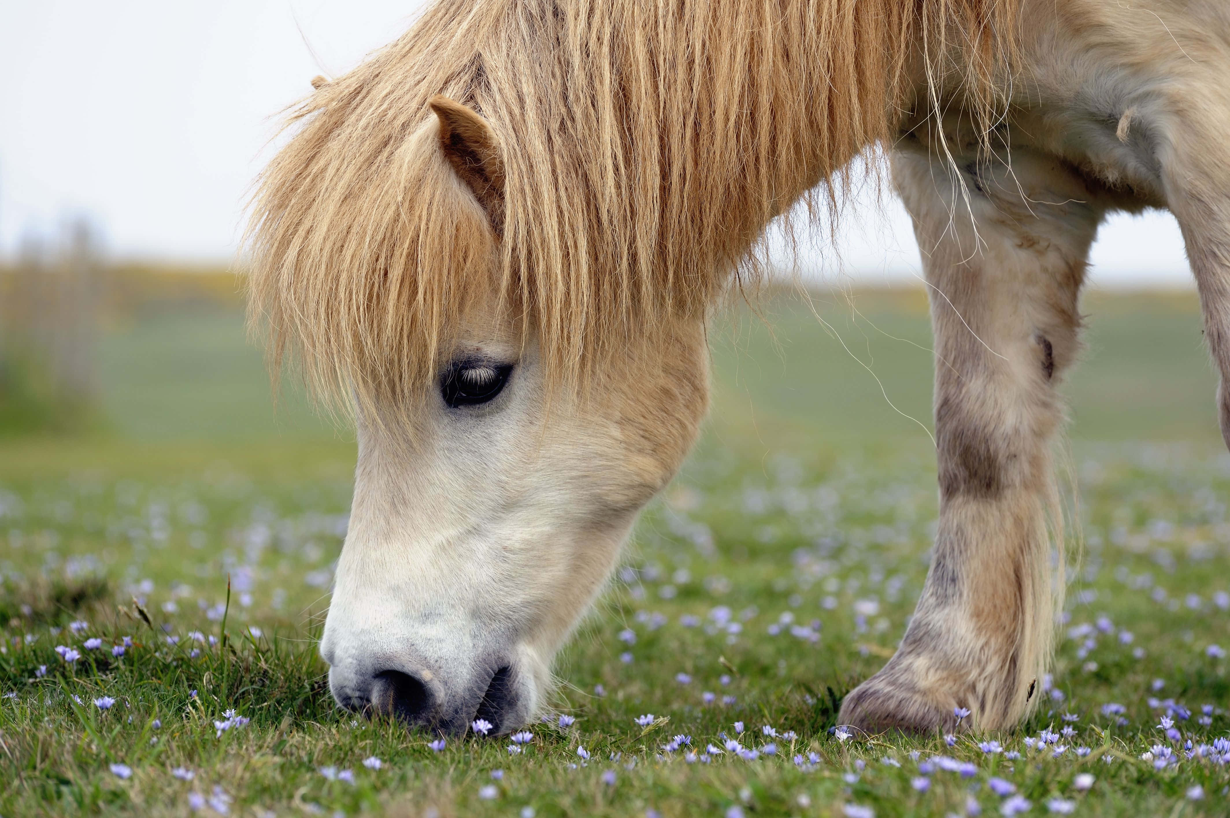 ¡Saluda al caballo más lindo del pueblo! Fondos de pantalla