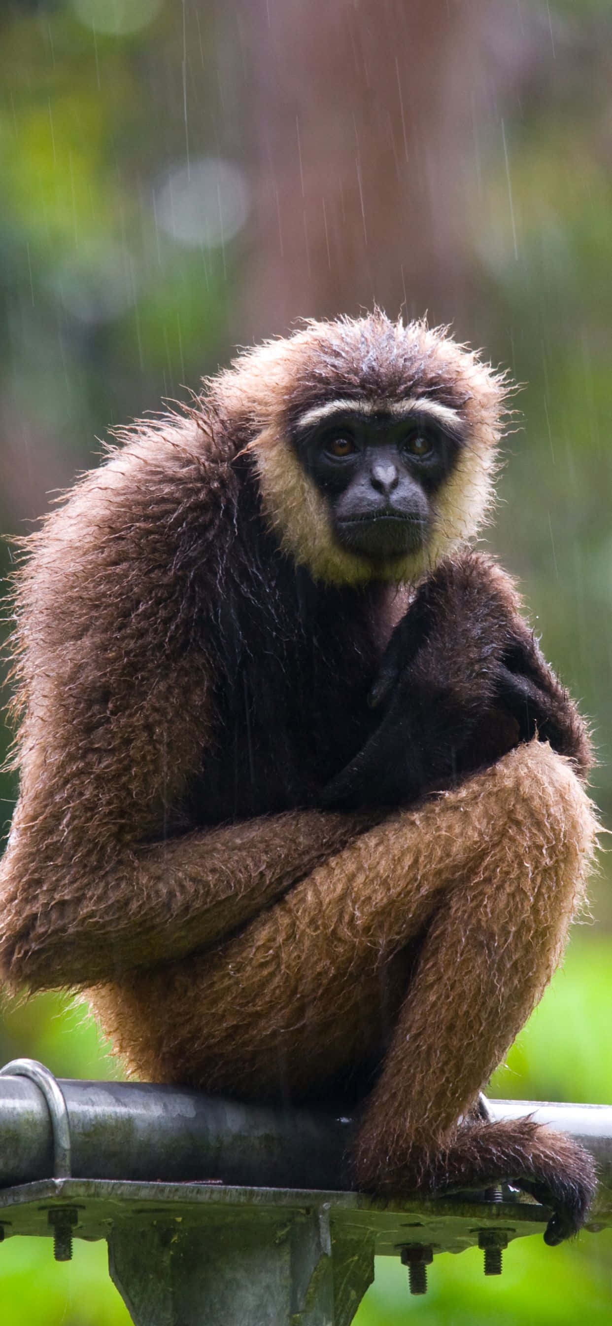 Saluda al nuevo iPhone Xs Max Gibbon Fondos de pantalla