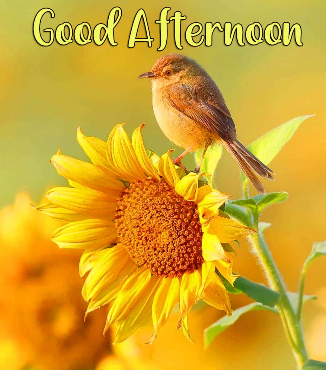 Saludos de buenas tardes con pájaro y girasol Fondos de pantalla