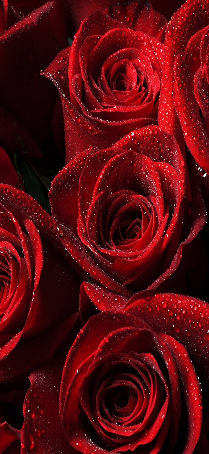 Samsung Galaxy S22 Rosas Rojas Fondos de pantalla