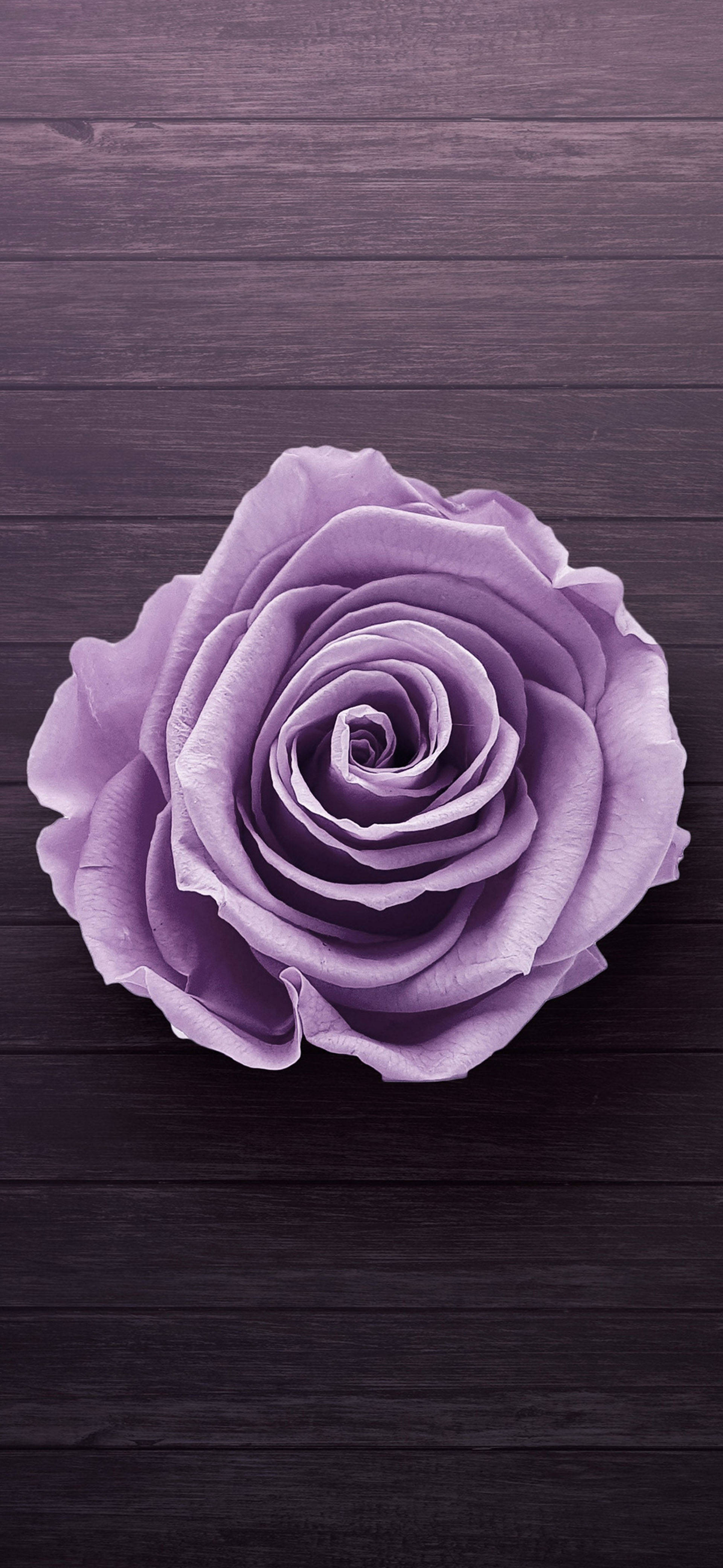 Samsung Galaxy S22 Rosa Púrpura Fondos de pantalla