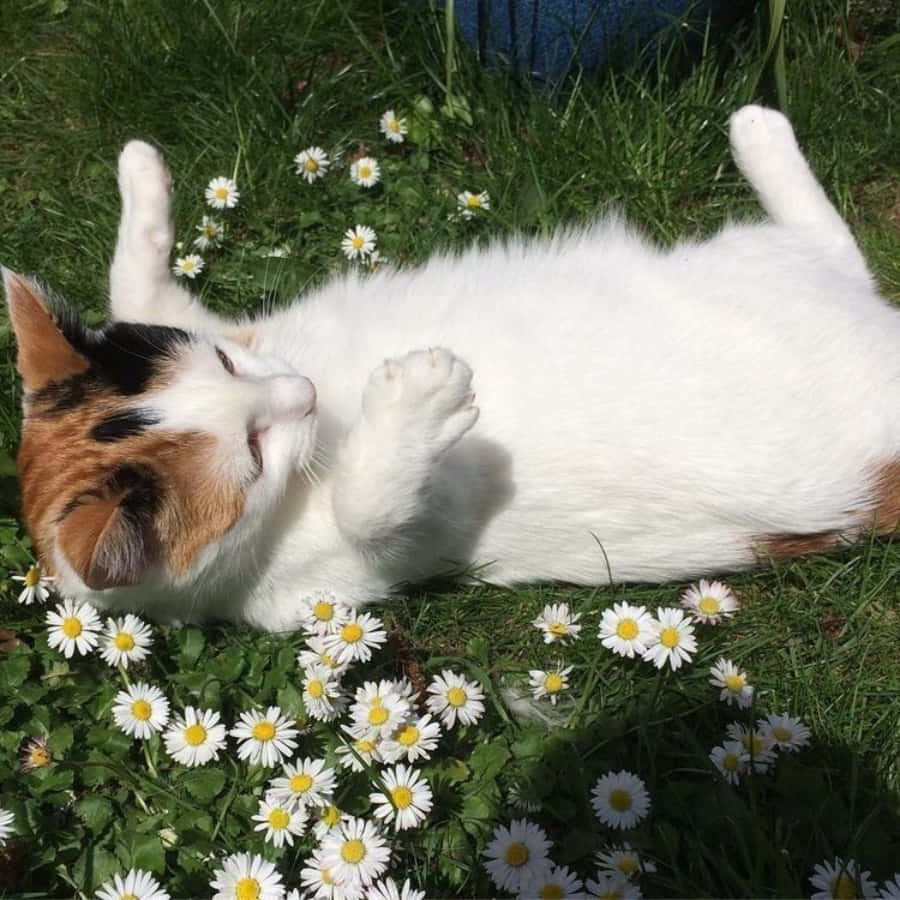 "Sé el gato que quieres ver en el mundo" Fondos de pantalla
