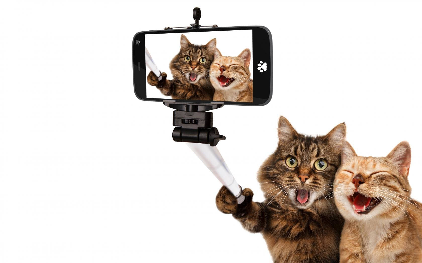 Selfie de Gatos Amigos Divertidos Fondos de pantalla