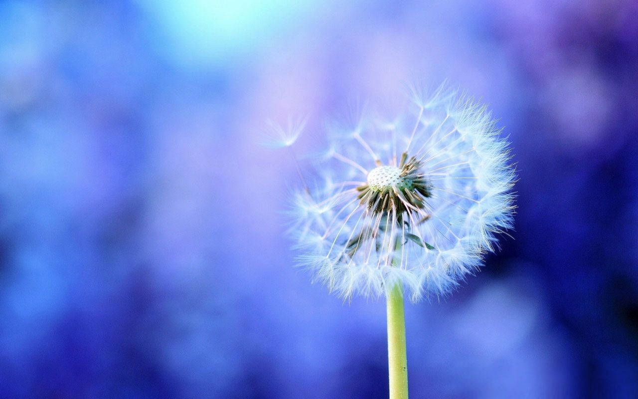 Semillas de Diente de León en Plena Floración Fondos de pantalla