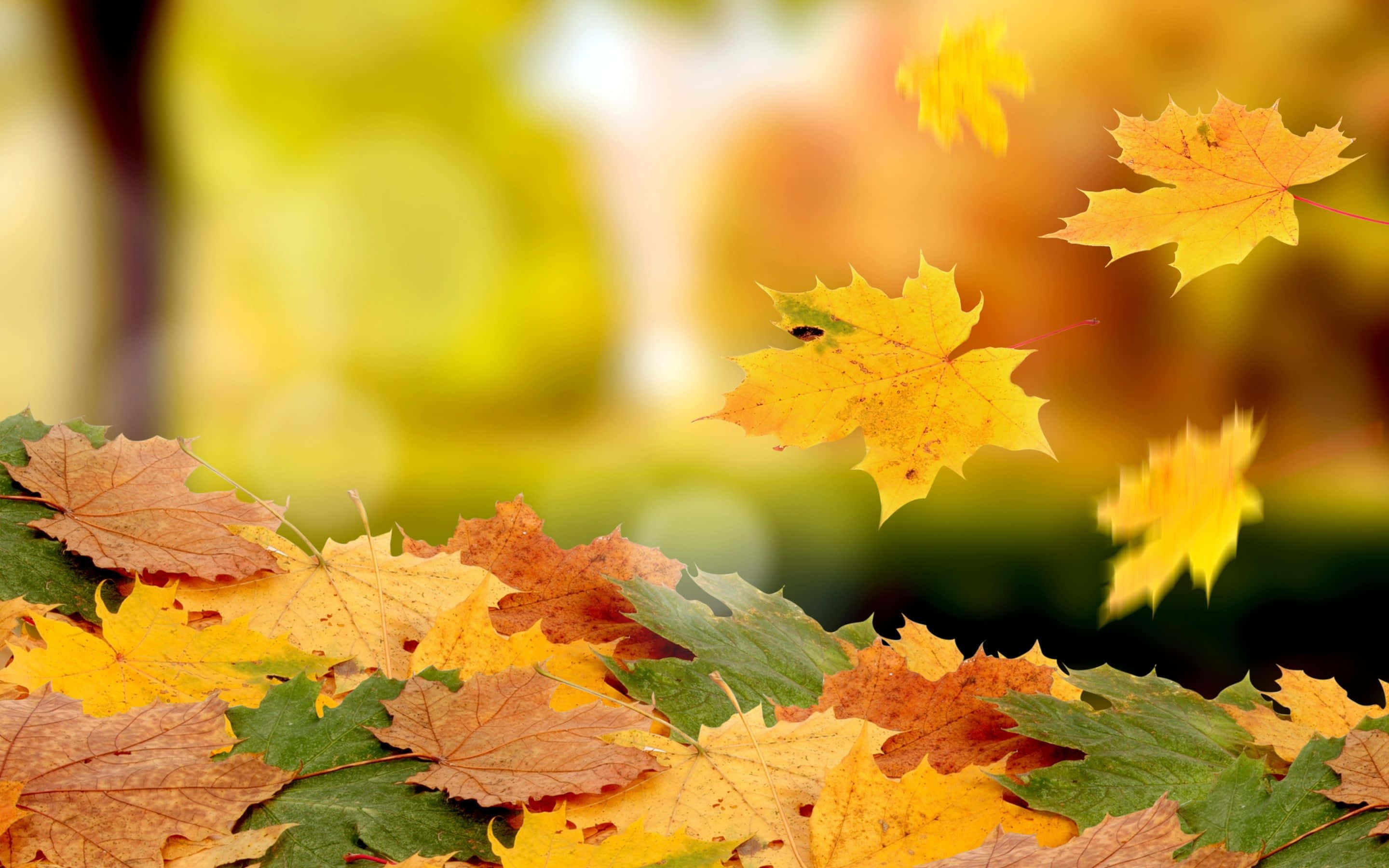 Sencillo Otoño Amarillo y Verde Fondos de pantalla