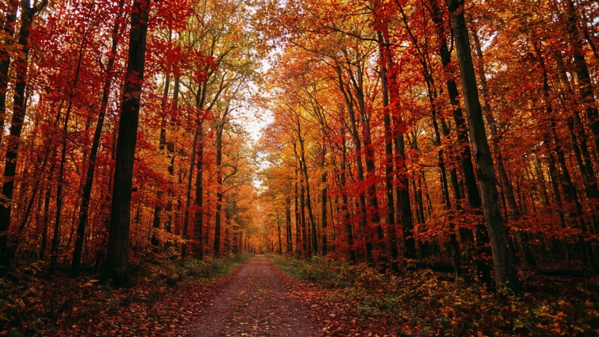 Sendero del Bosque en Otoño Fondos de pantalla