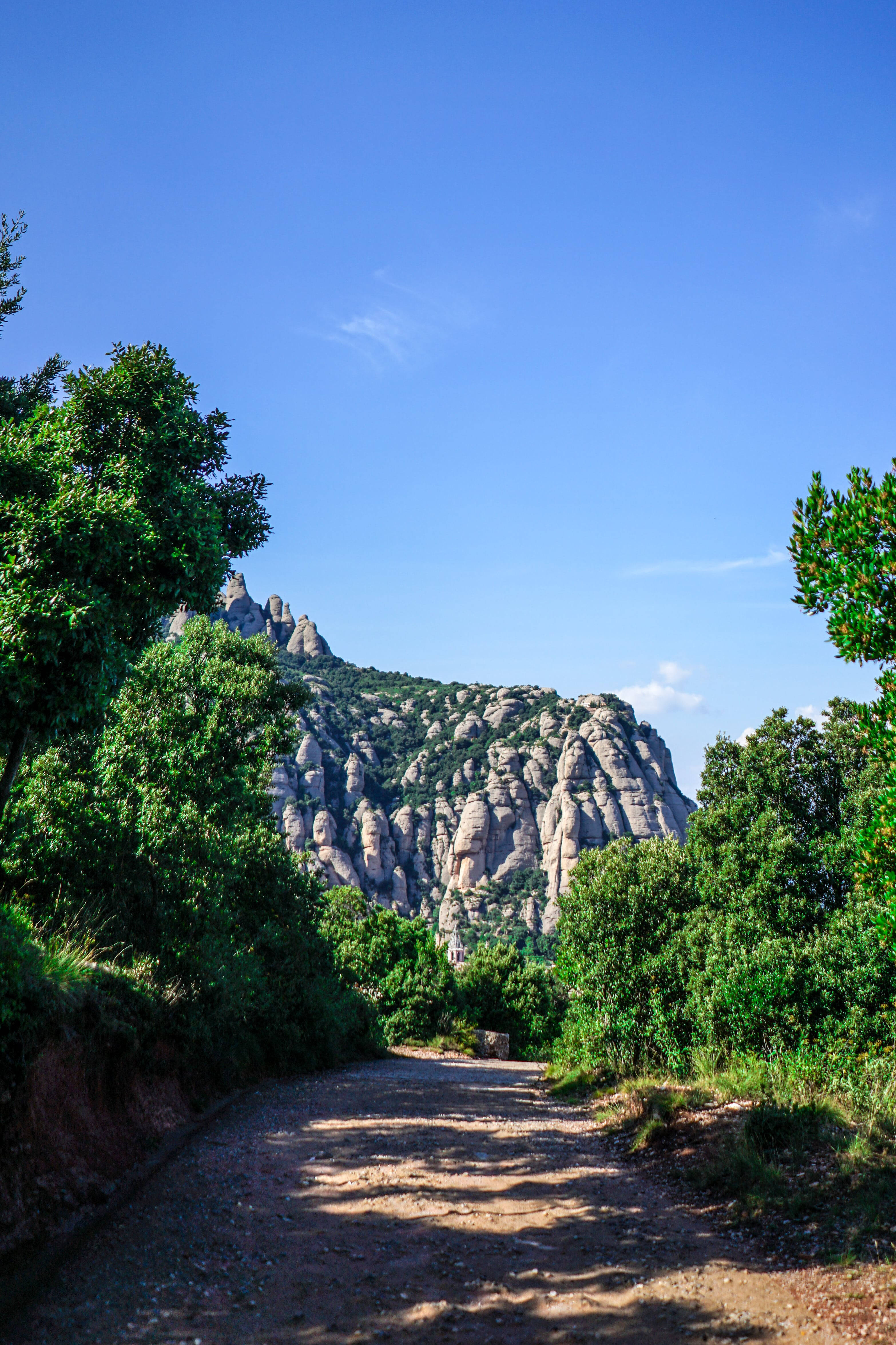Sendero del bosque de Montserrat Fondos de pantalla