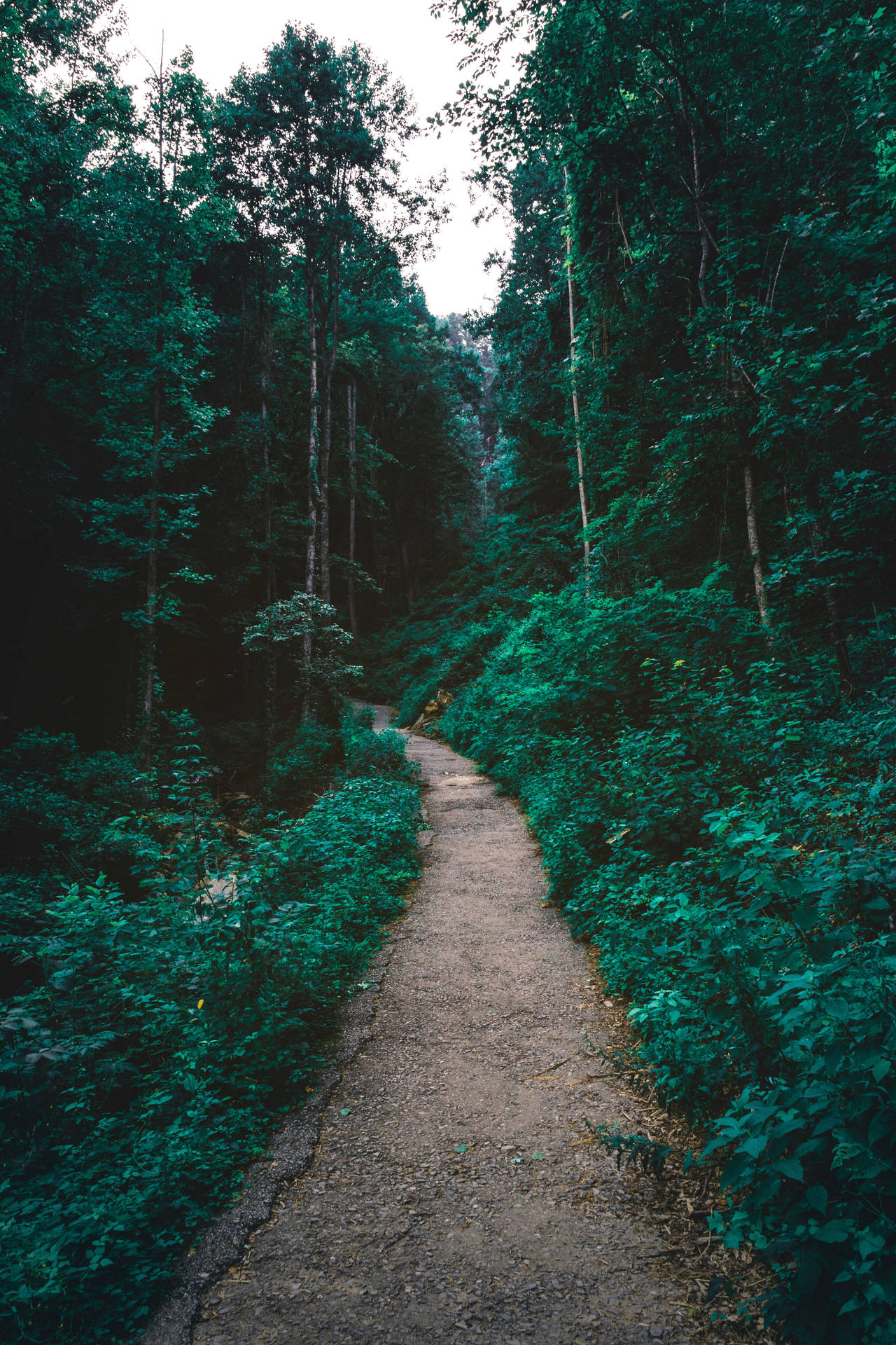 Fondo de pantalla Sendero del Bosque Verde