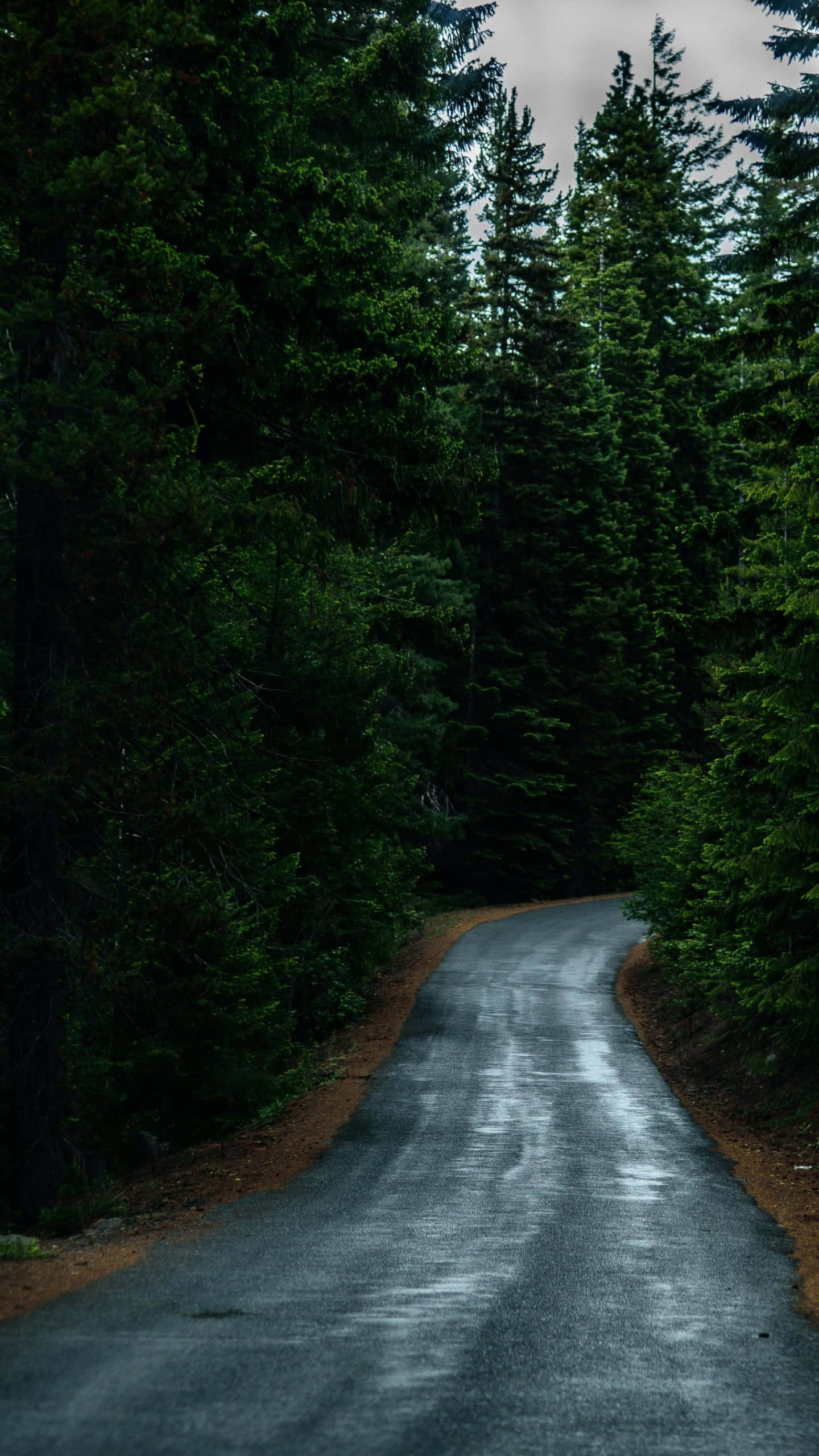 Sendero después de la lluvia en un bosque oscuro Fondos de pantalla