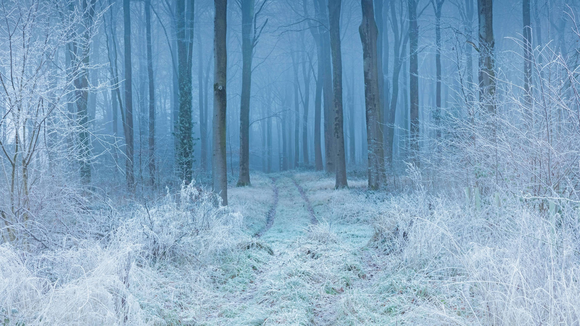 Sendero Forestal Estético Invernal Fondos de pantalla