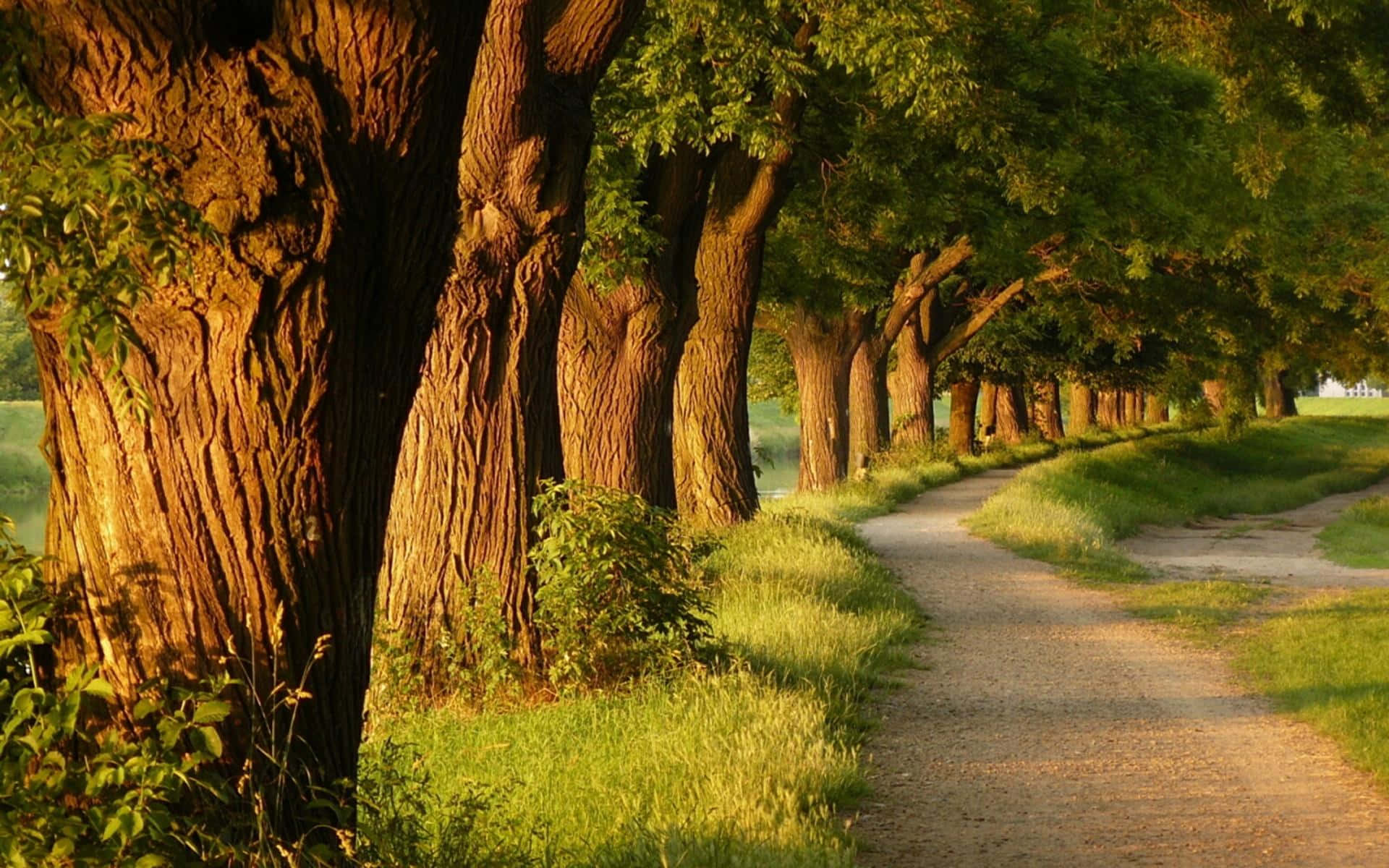Sendero Junto a los Grandes Árboles Fondos de pantalla