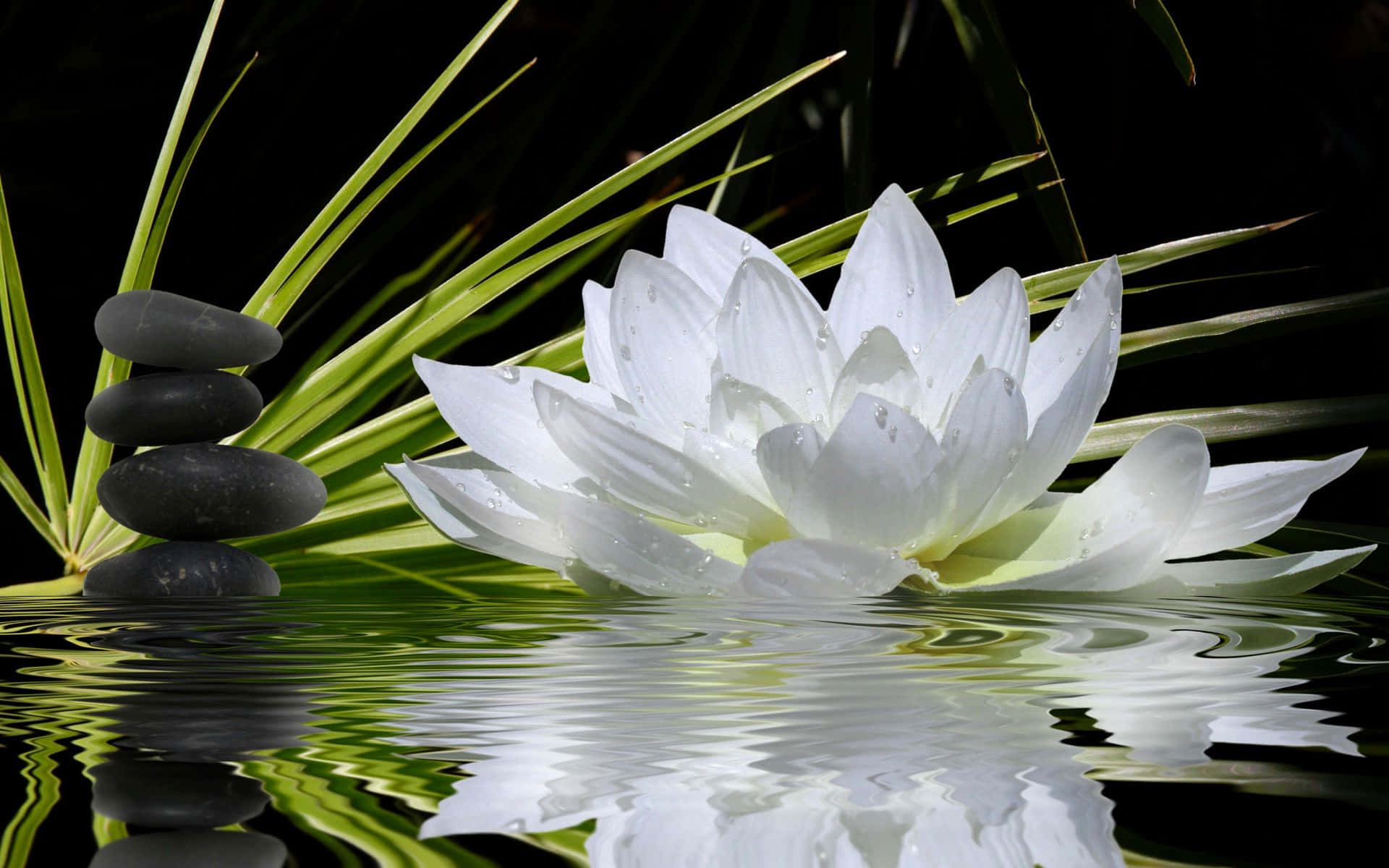 Serena flor de loto floreciendo en aguas tranquilas Fondos de pantalla