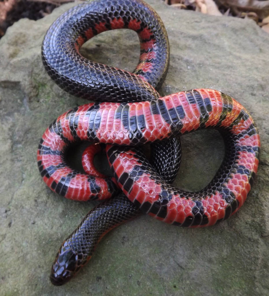Serpiente de lodo tomando el sol sobre una roca Fondos de pantalla