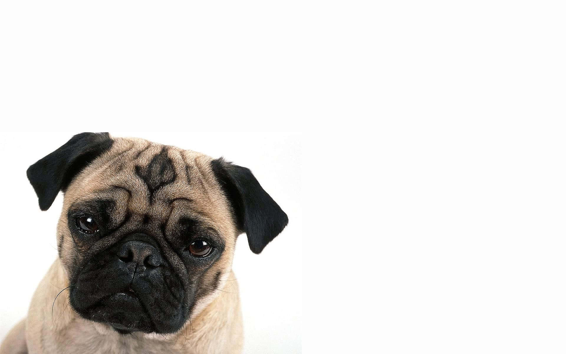 Sesión de fotos de perro pug marrón Fondos de pantalla