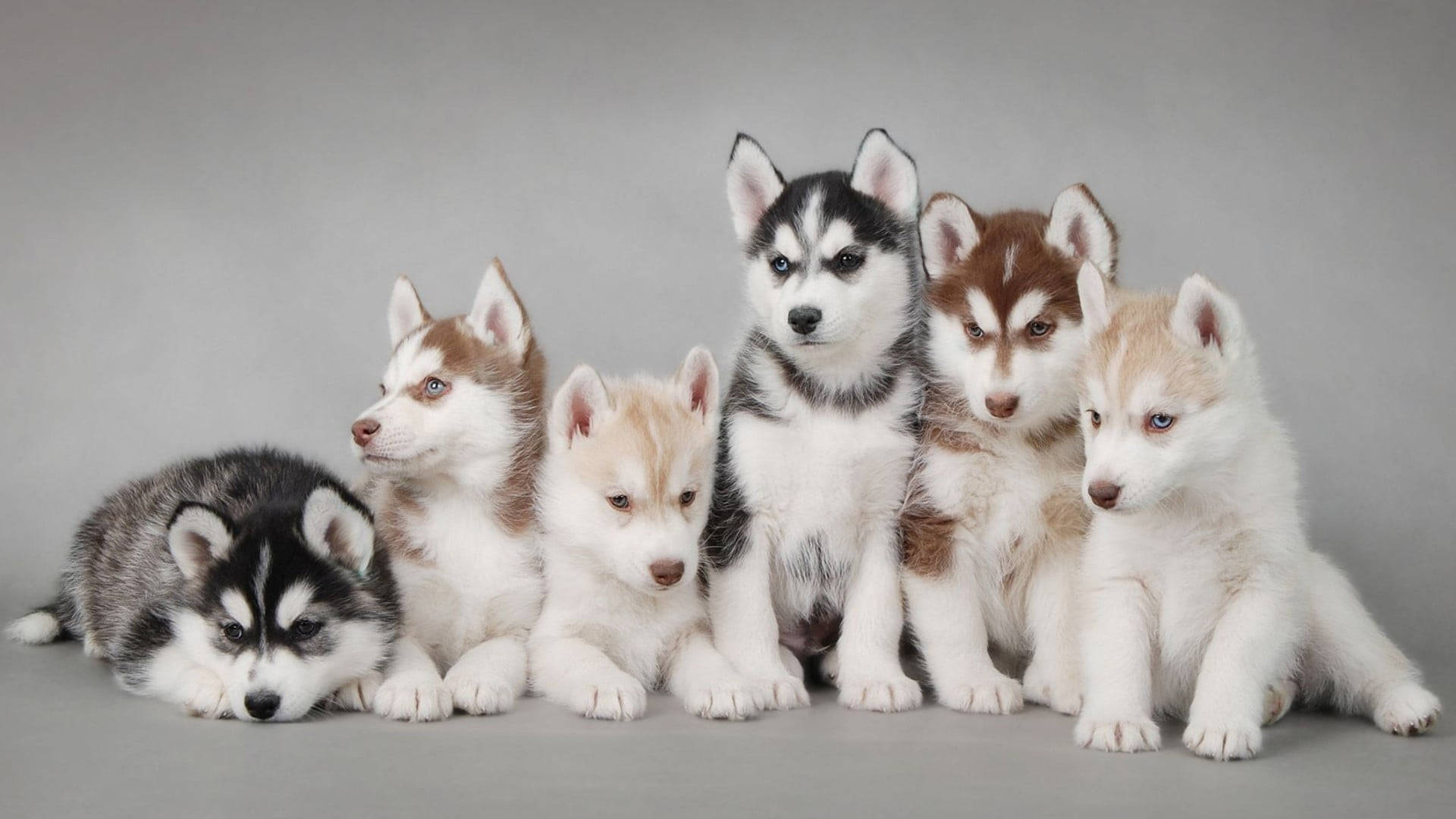 Sesión de fotos de seis cachorros husky Fondos de pantalla