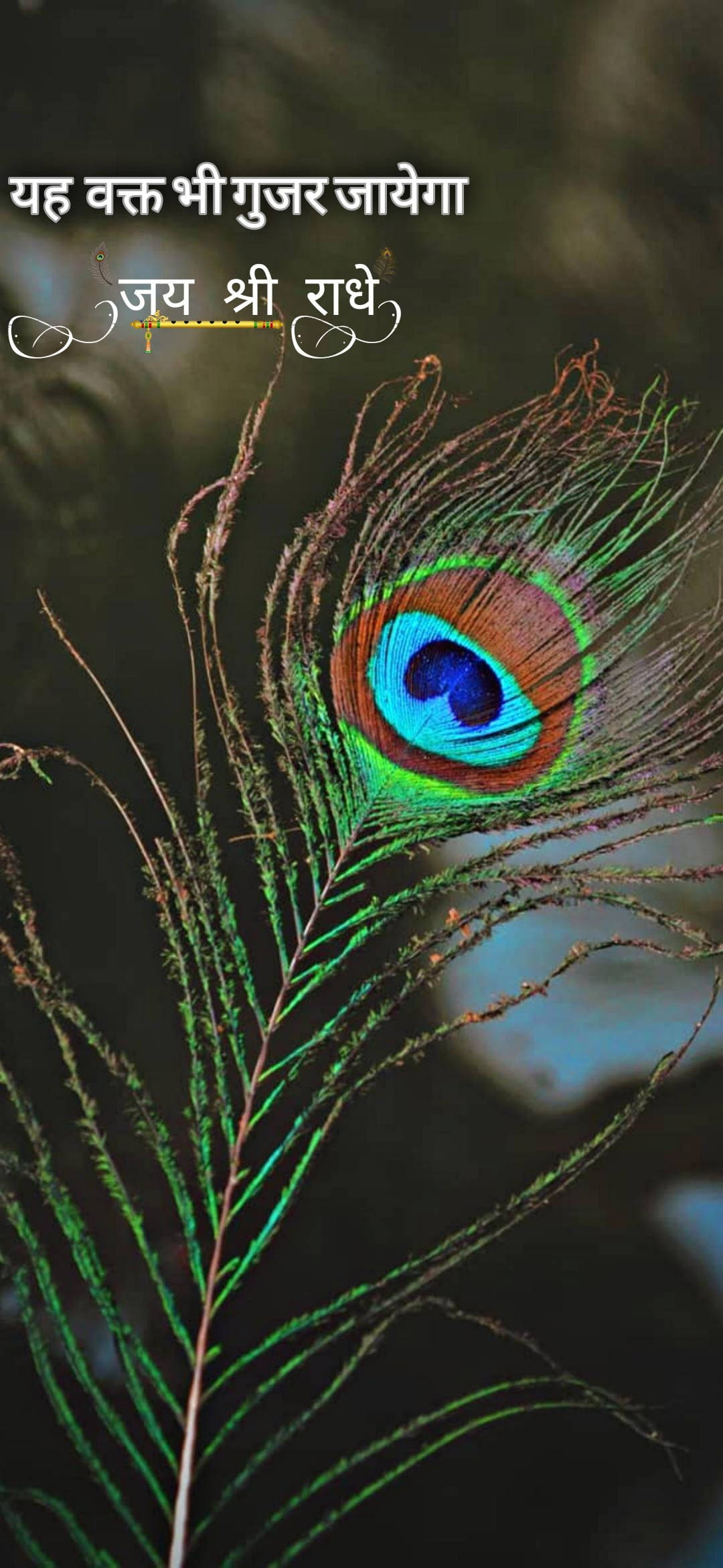 Shree Ram Pluma De Pavo Real Fondos de pantalla