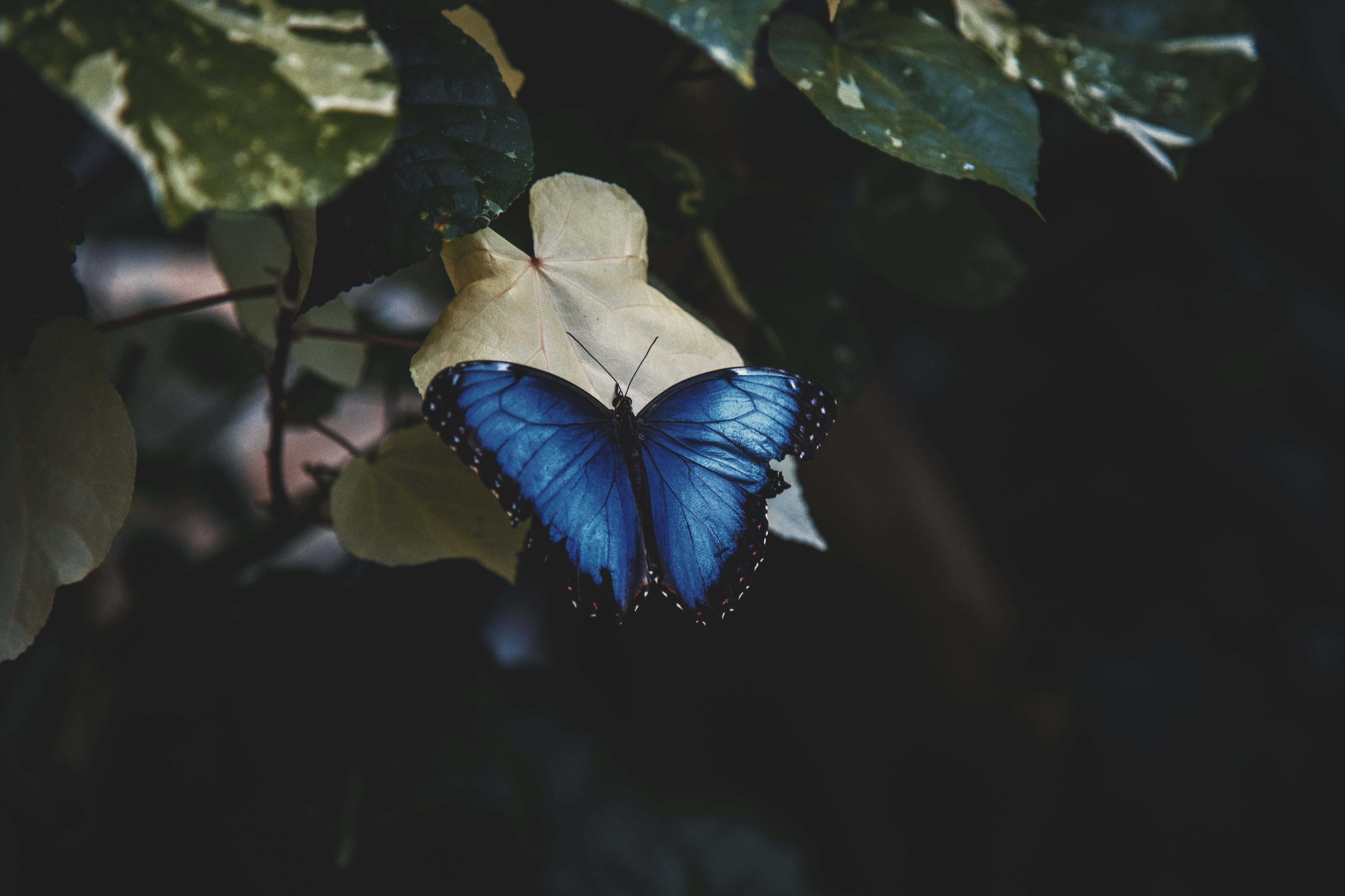 ¡Siente la belleza de la mariposa! Fondos de pantalla
