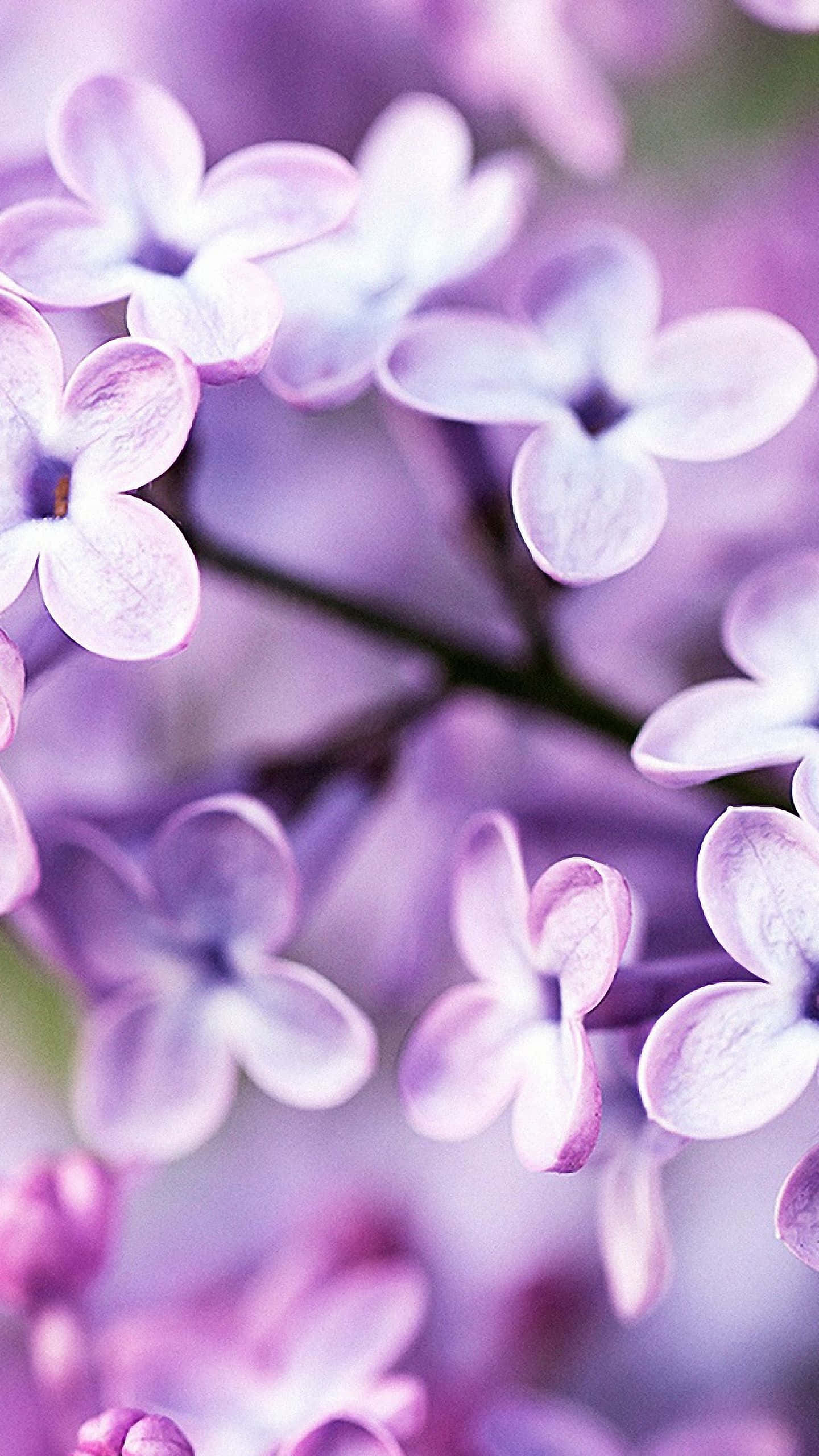 Siente la belleza de la naturaleza con Flower iPhone Fondos de pantalla