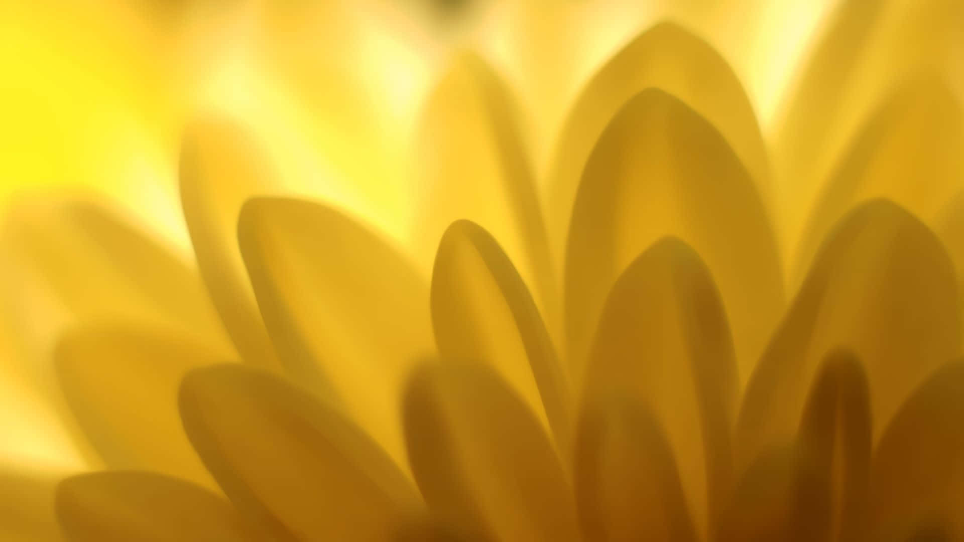 Siente las vibras amarillas Fondos de pantalla