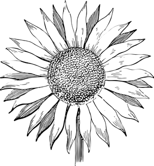 Silueta abstracta de girasol Fondos de pantalla
