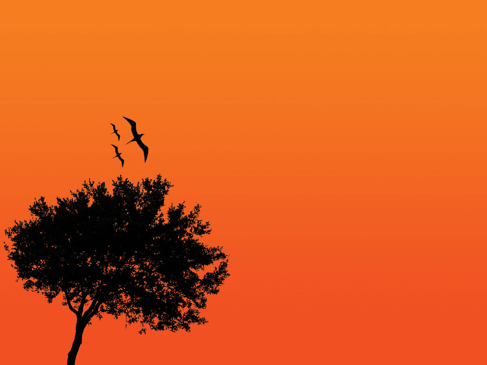 Silueta de árbol en la naturaleza 4K Fondos de pantalla