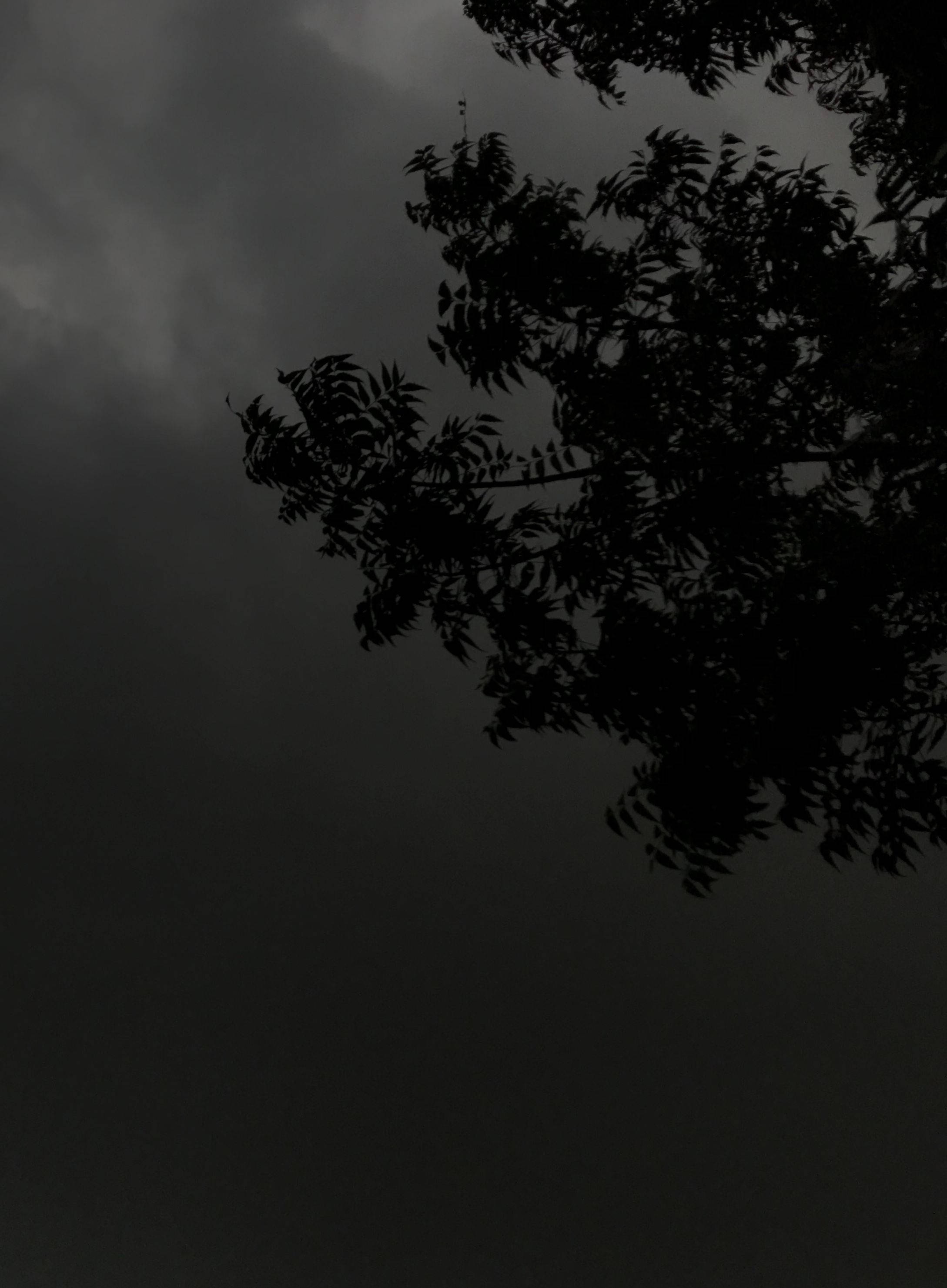Silueta de Árbol en Tema Oscuro Noche Nublada Fondos de pantalla