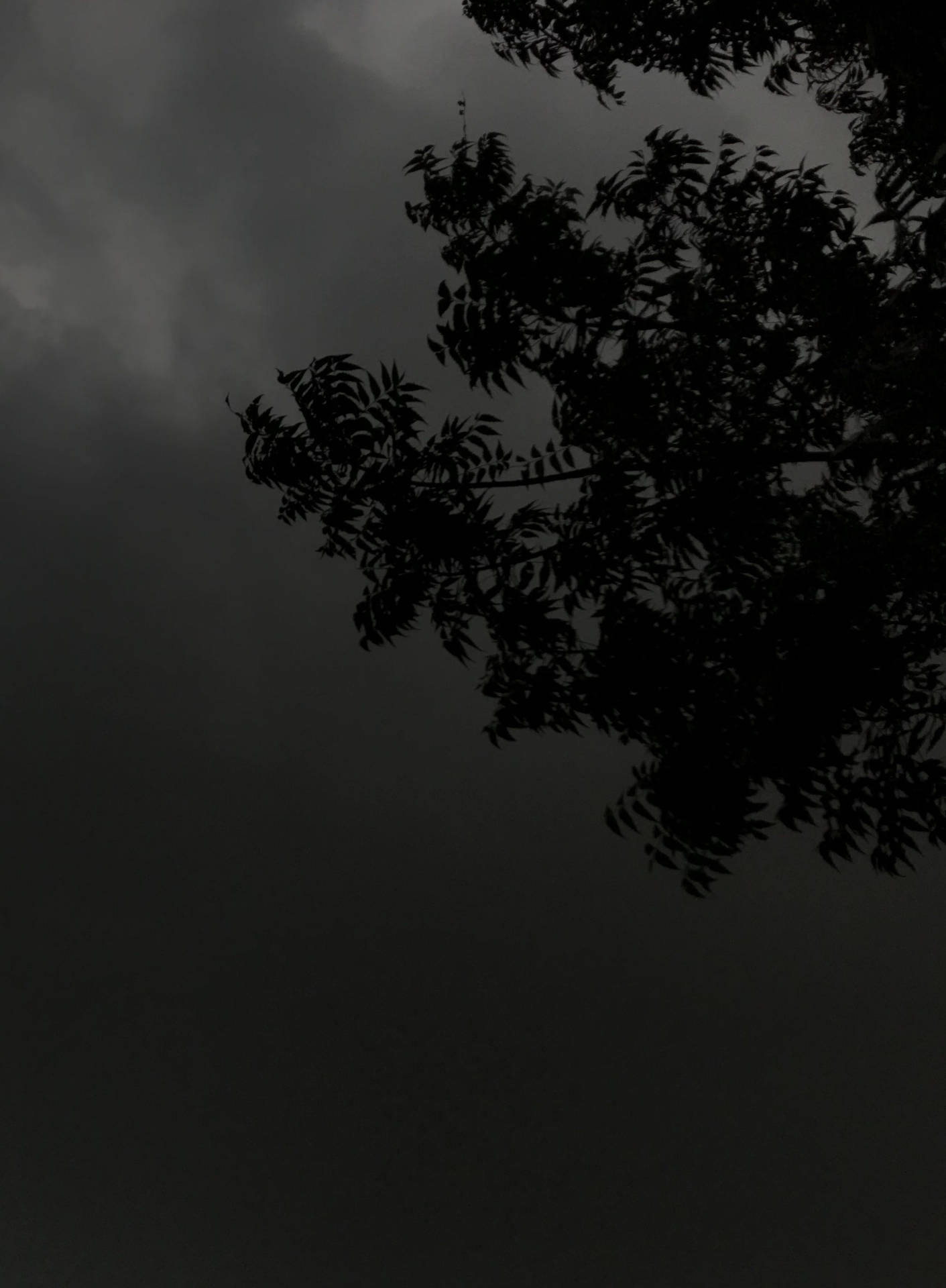 Silueta de Árbol en Tema Oscuro Noche Nublada