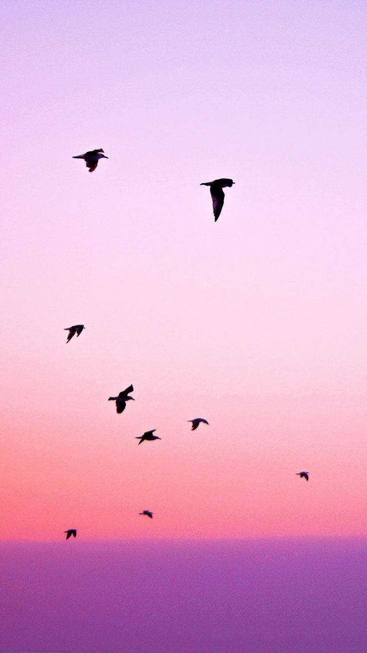Siluetas de aves volando al atardecer fondo de pantalla iPhone