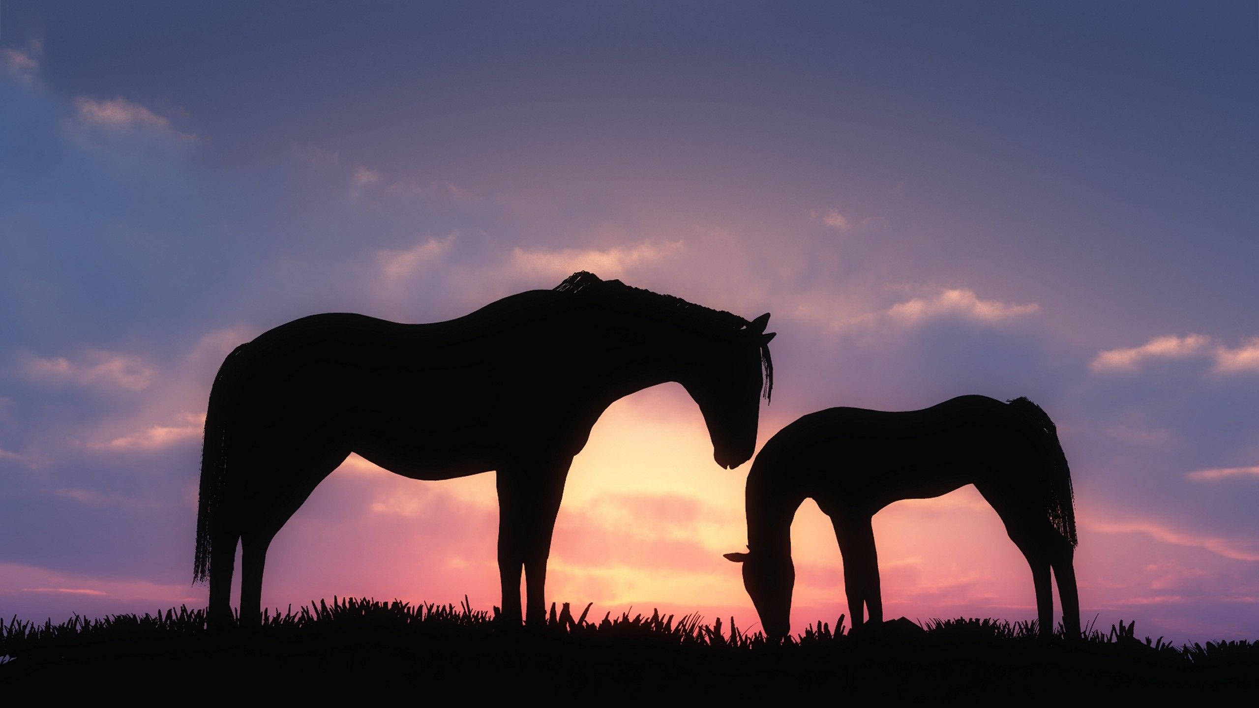Silueta de caballo lindo al atardecer Fondos de pantalla