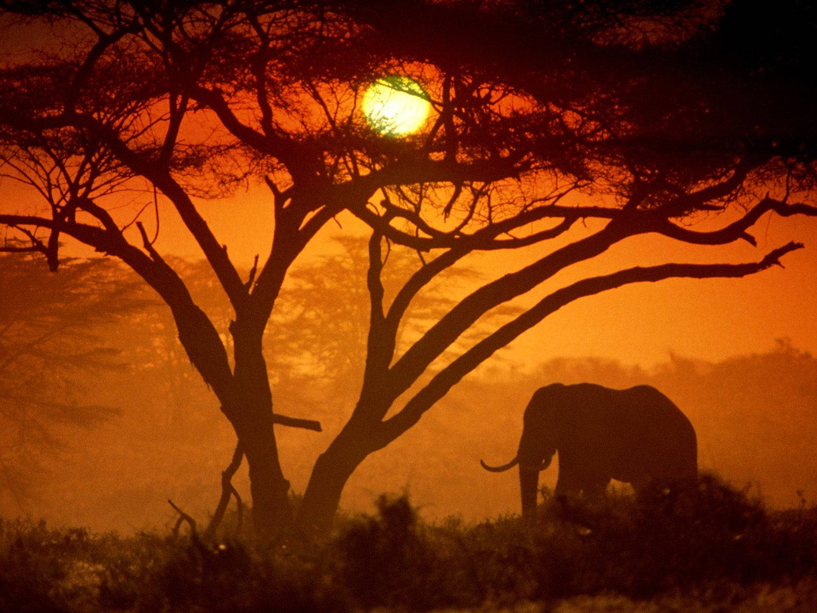 Silueta de Elefante Africano al Atardecer Fondos de pantalla